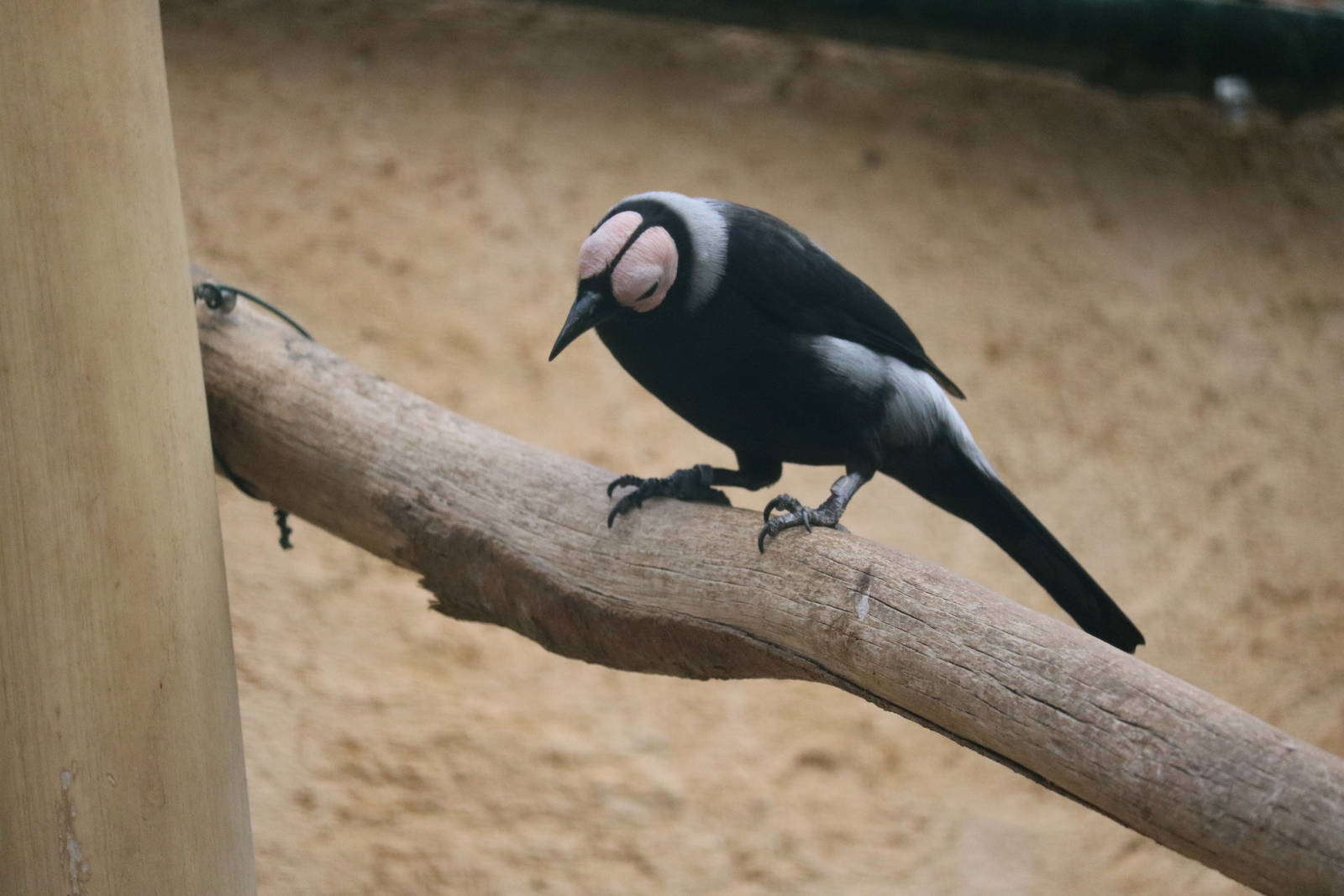 Coleto, February 2016