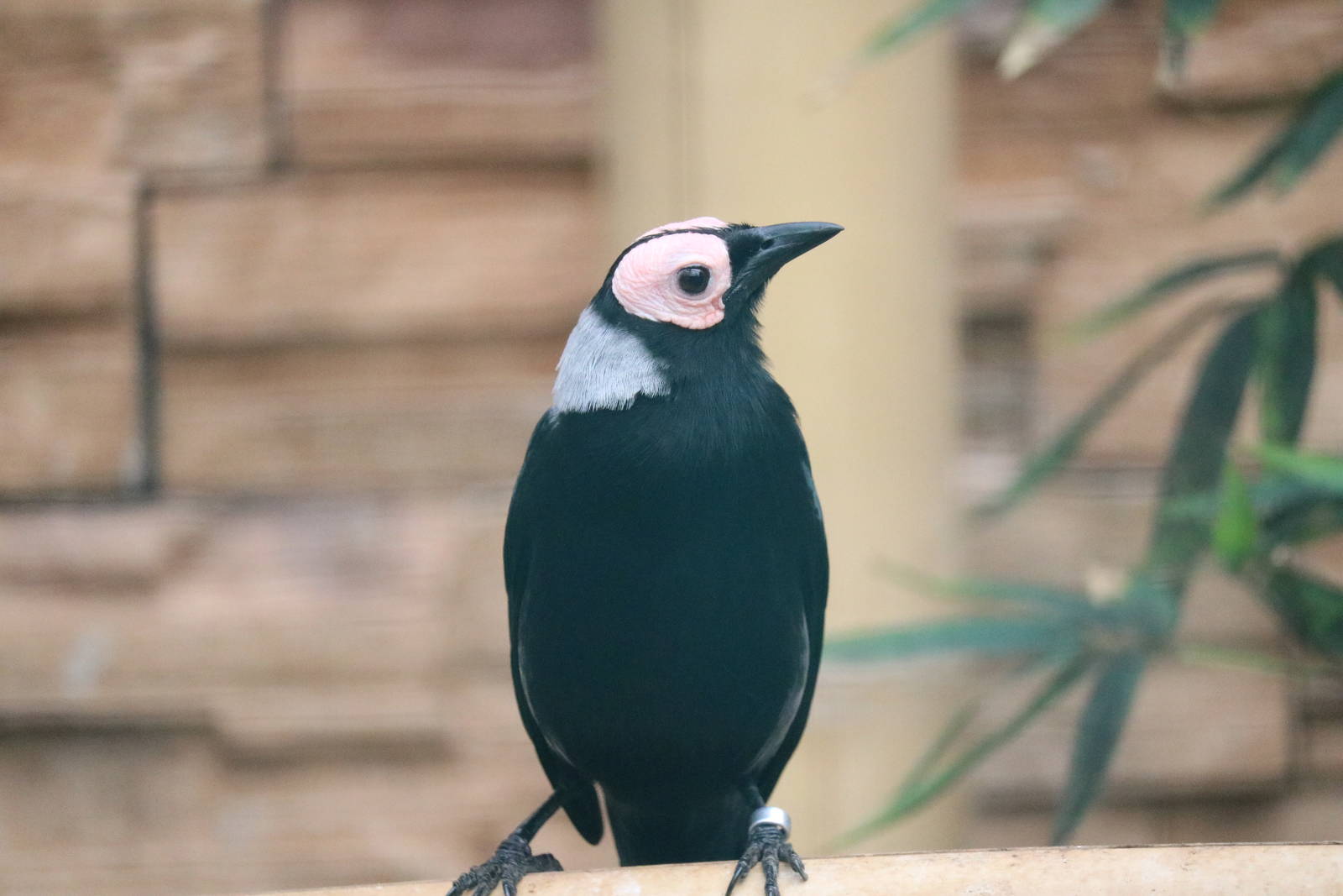 Coleto, February 2016