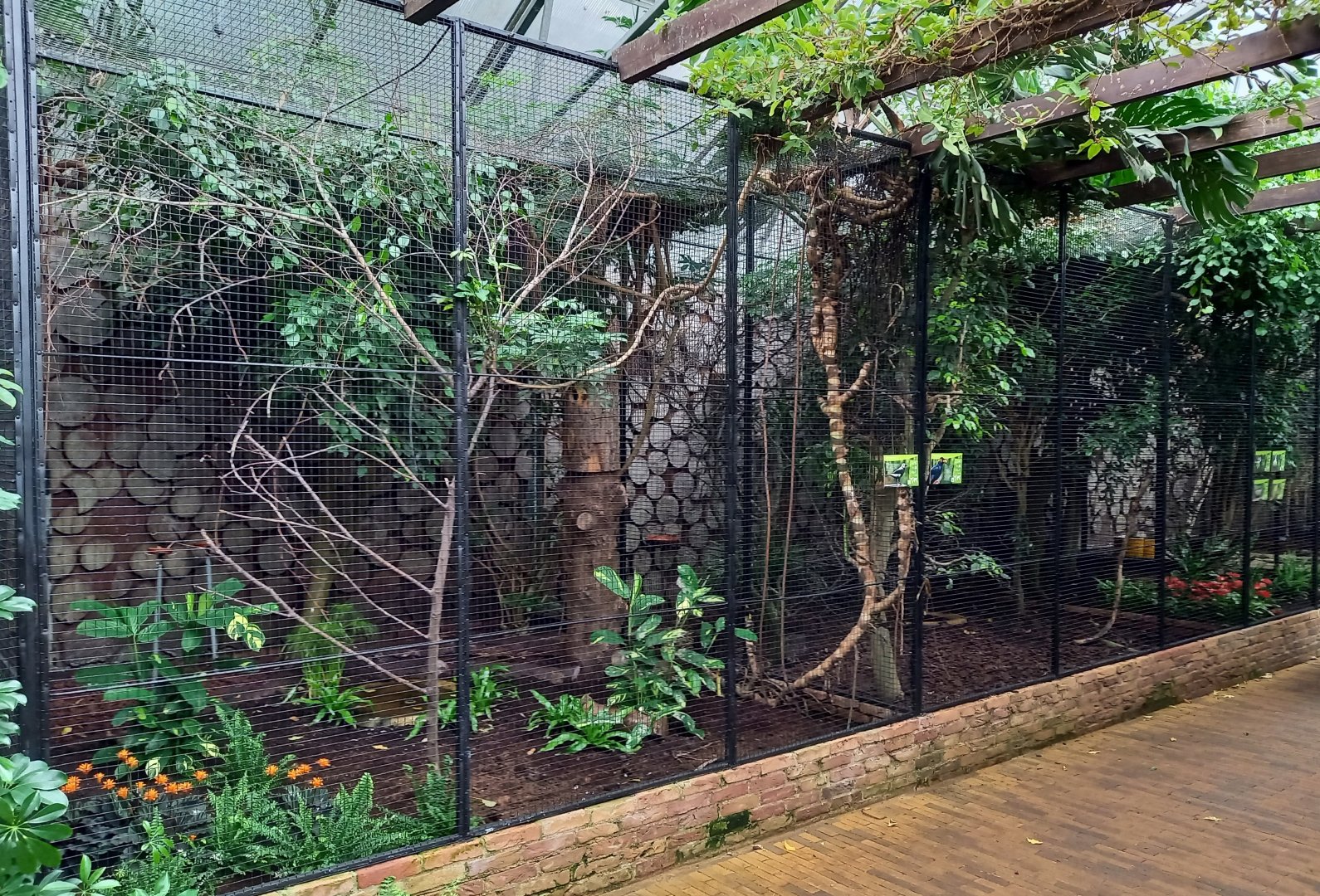 Coleto - Hill myna aviaries