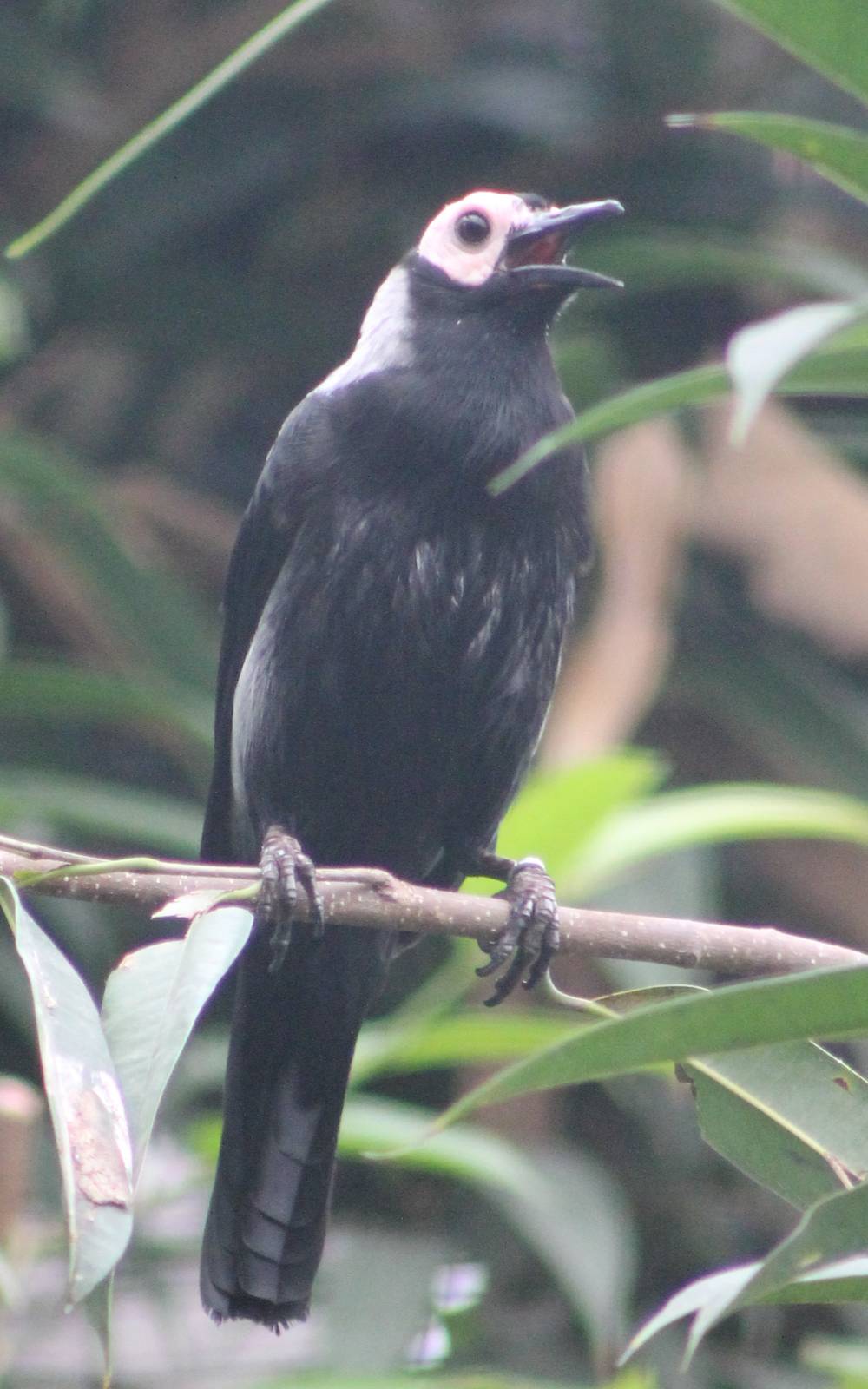Coleto or Bald starling