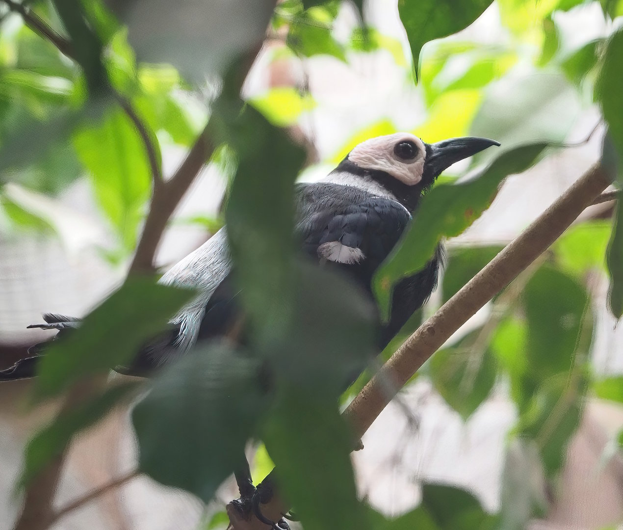 Coleto (Sarcops calvus), 2022-08-28