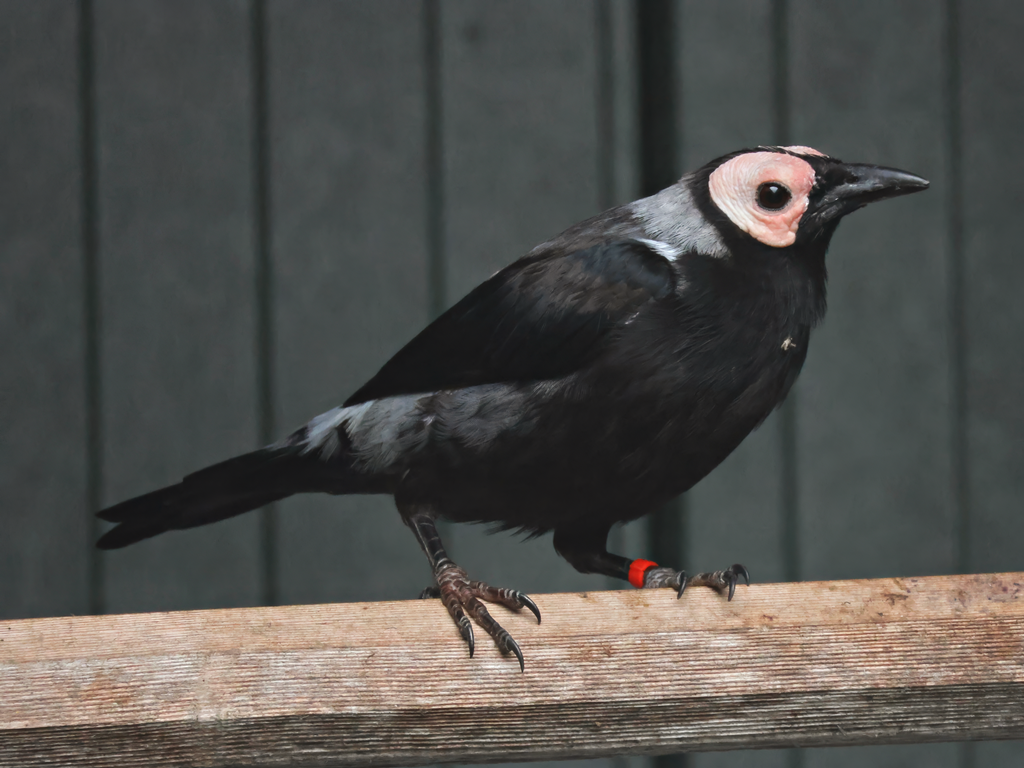 Coleto (Sarcops calvus - Brook Valley Zoo