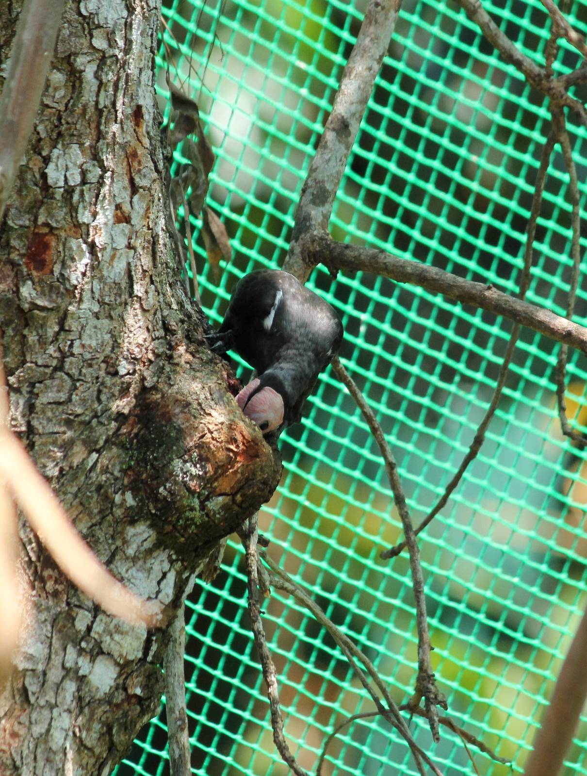 Coleto Sarcops calvus melanonotus