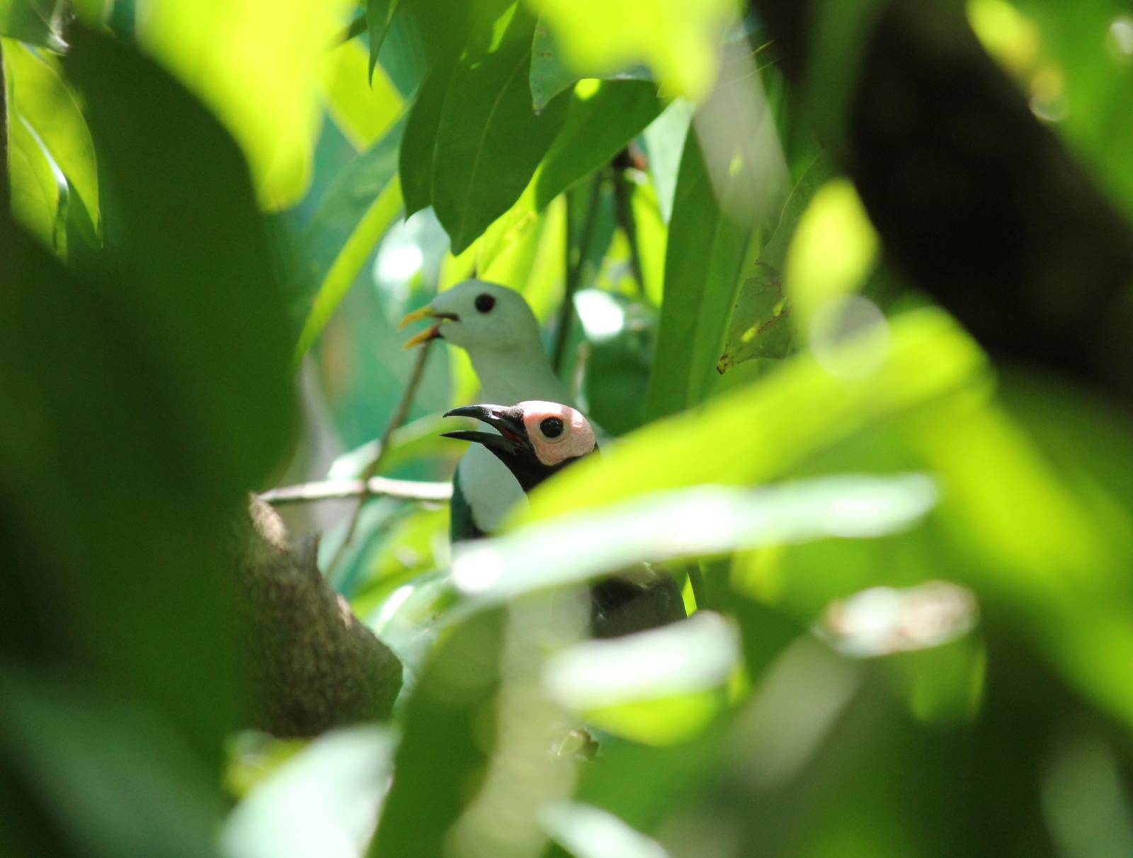 Coleto Sarcops calvus melanonotus