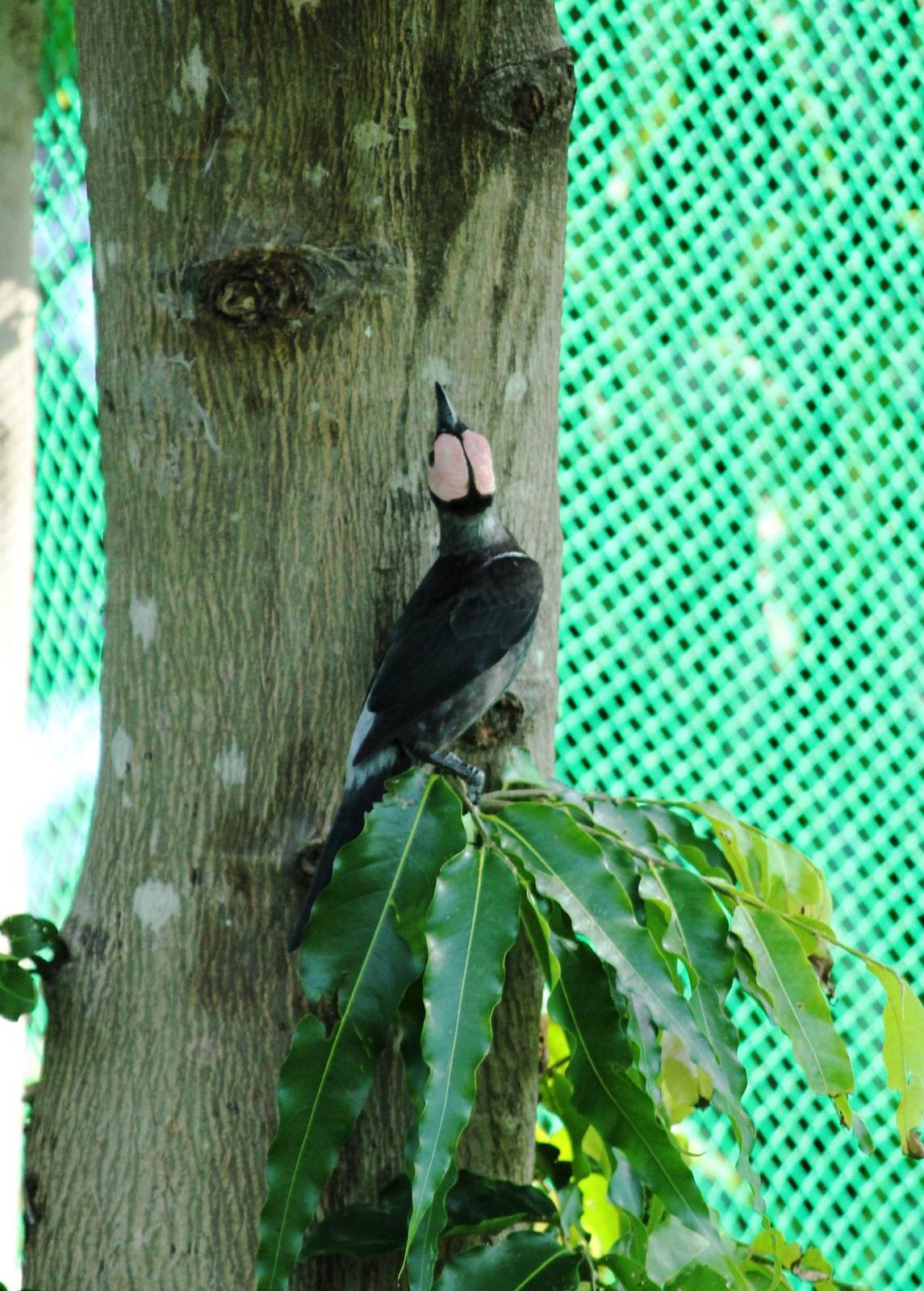 Coleto Sarcops calvus melanonotus