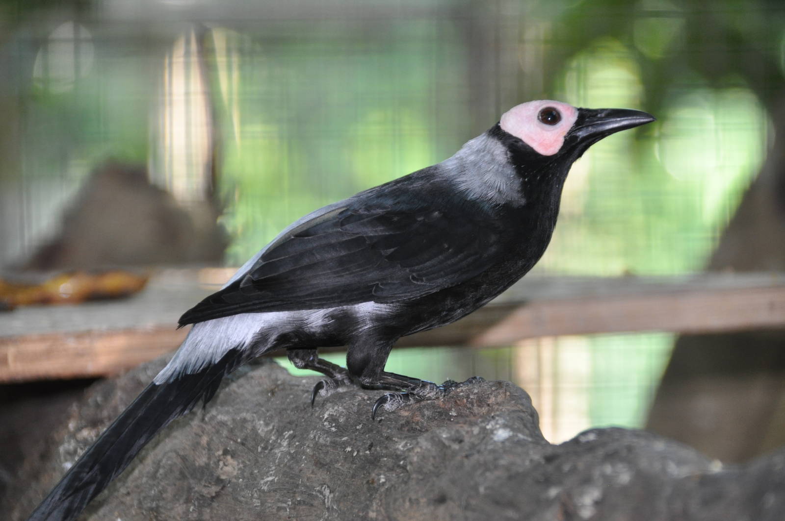 Coleto/ Sarcops calvus melanonotus