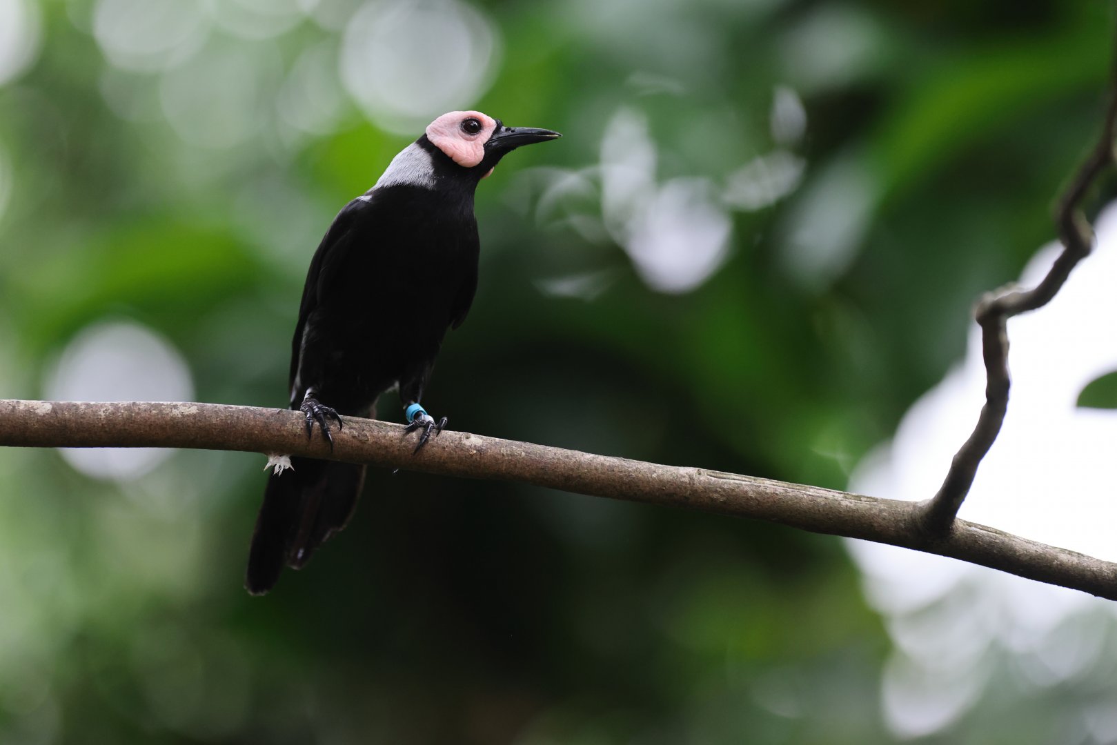 Coleto (Sarcops calvus) - Songs of the Forest