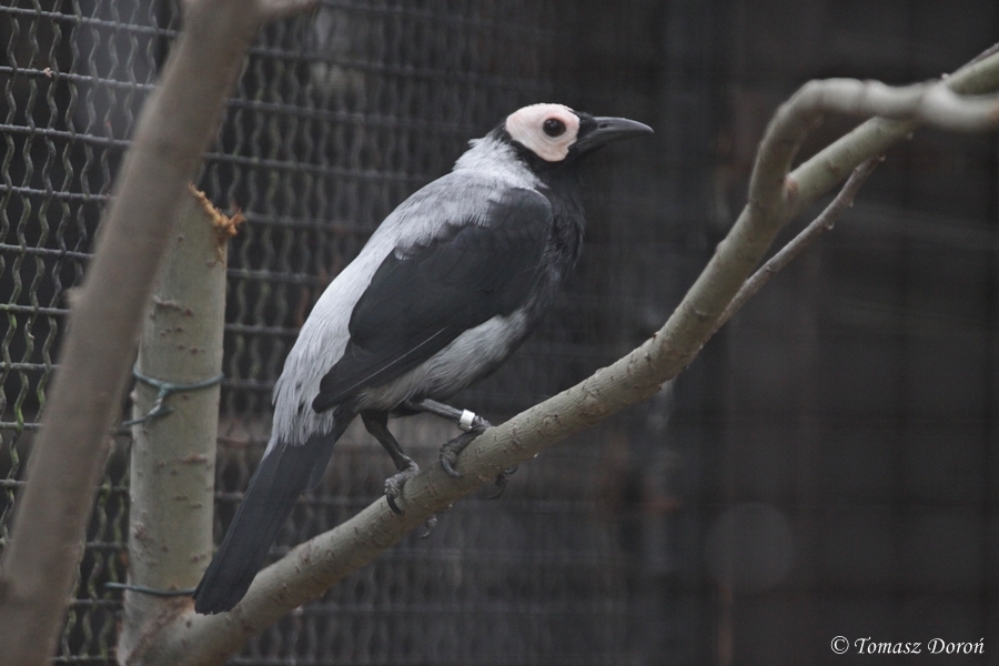 Coleto (Sarcops calvus)