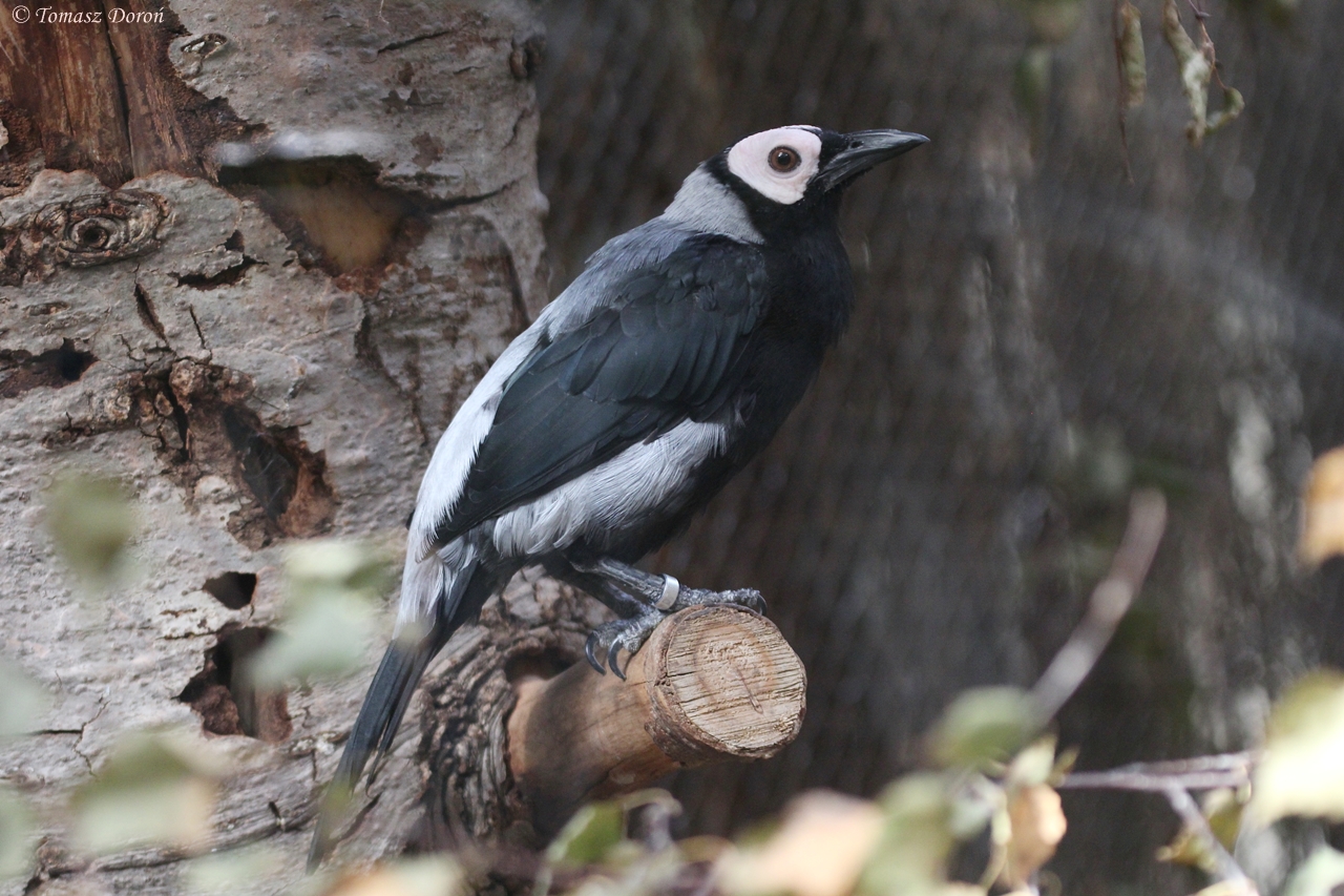 Coleto (Sarcops calvus)