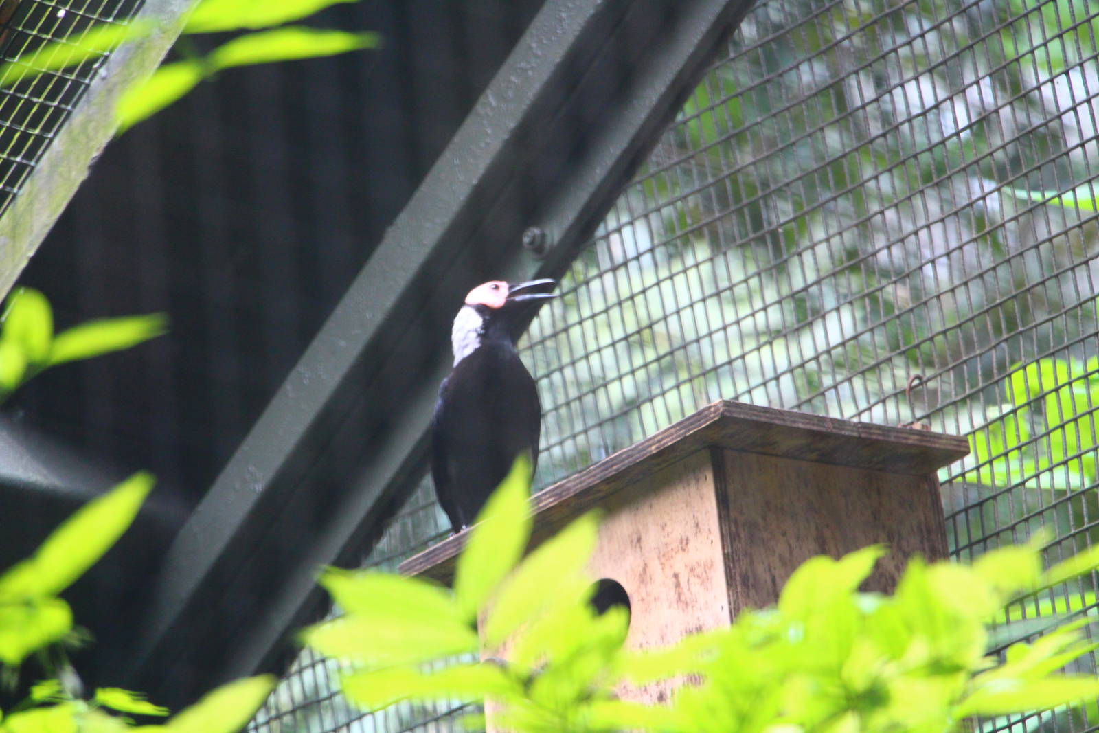 Coleto (Sarcops calvus)