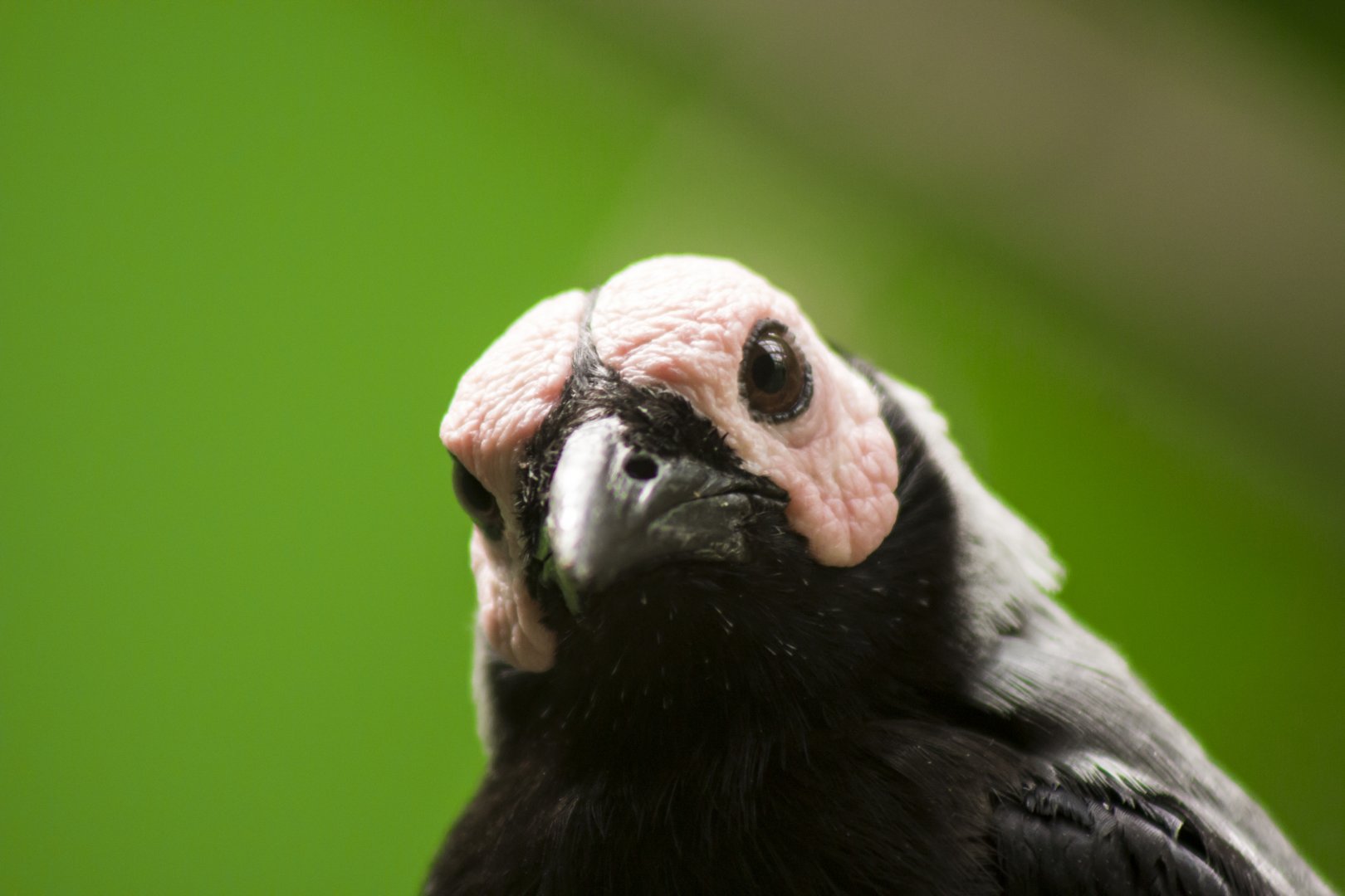 Coleto, Sarcops calvus