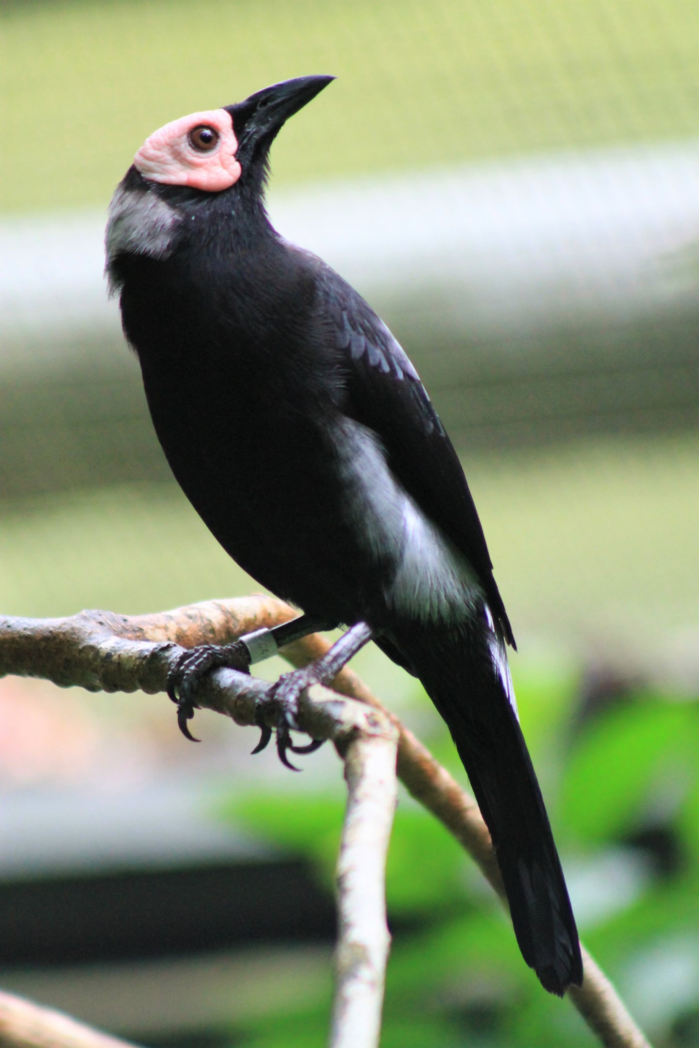 Coleto (Sarcops calvus)