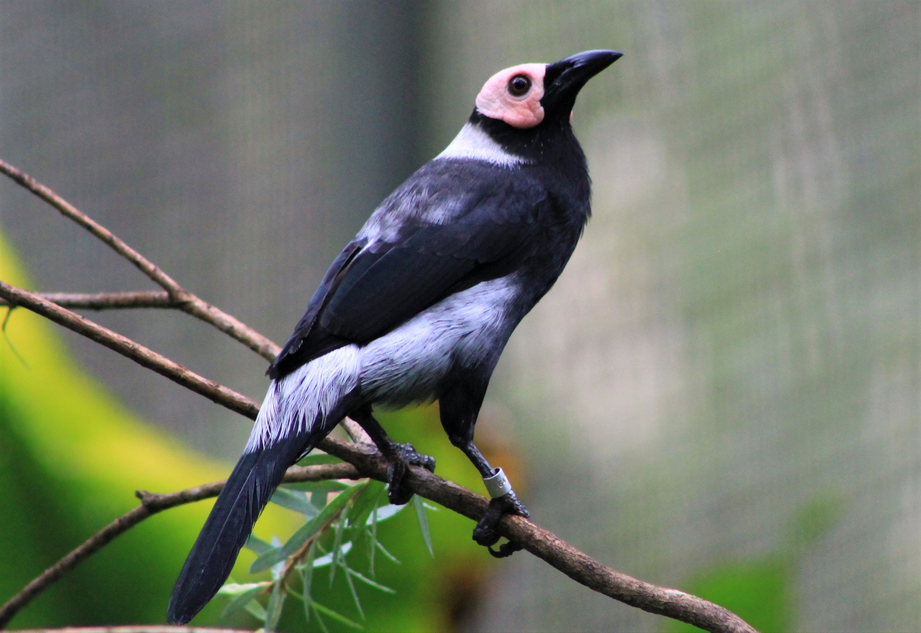 Coleto (Sarcops calvus)