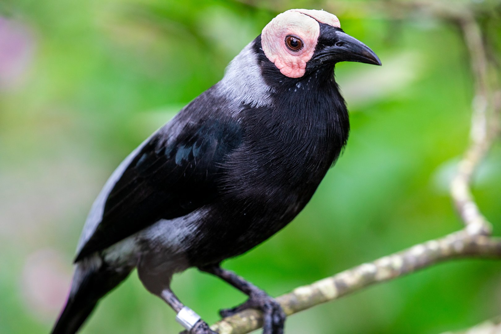 Coleto (Sarcops calvus)