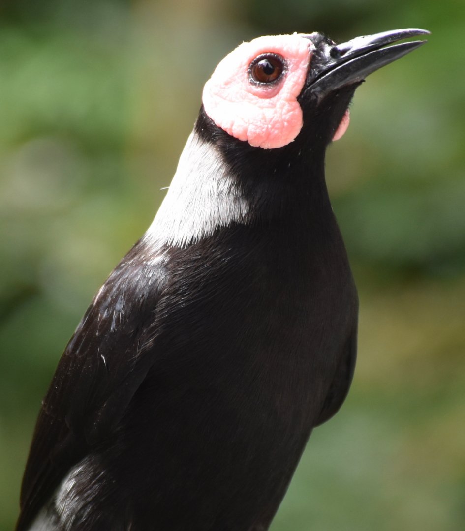Coleto (Sarcops calvus)