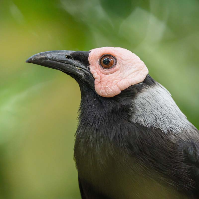 Coleto (Sarcops Calvus)