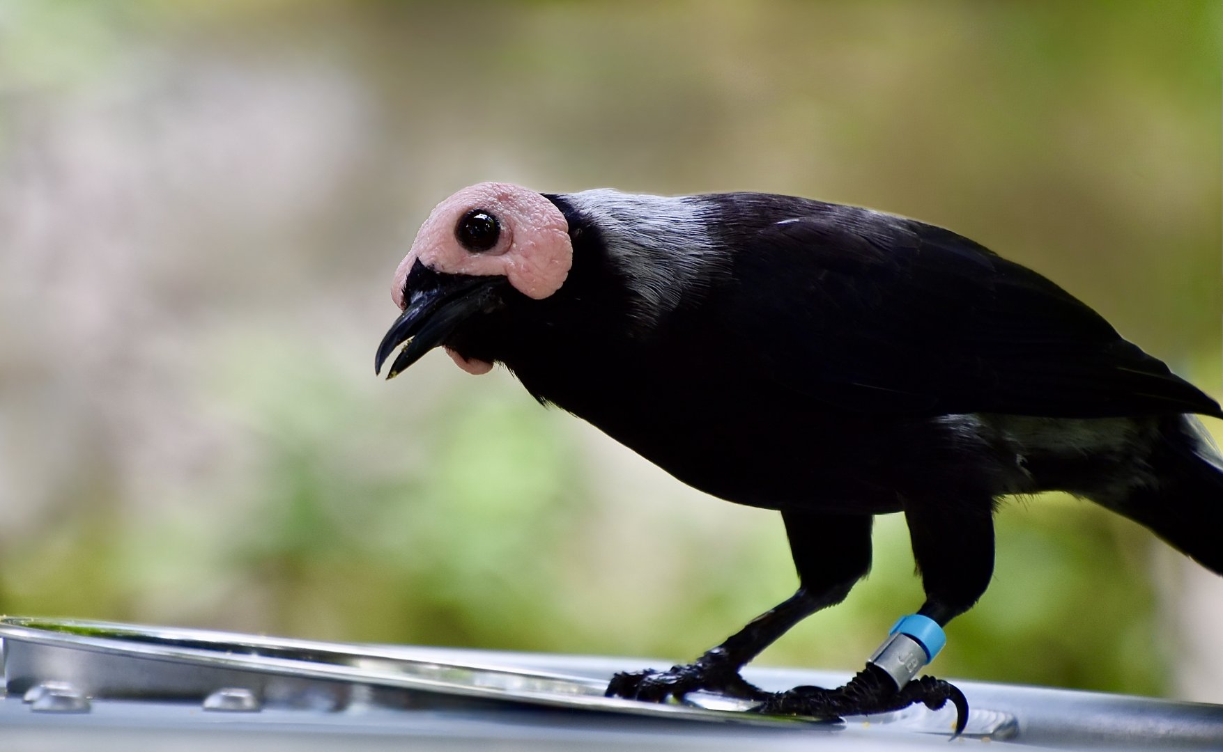 Coleto (Sarcops calvus)