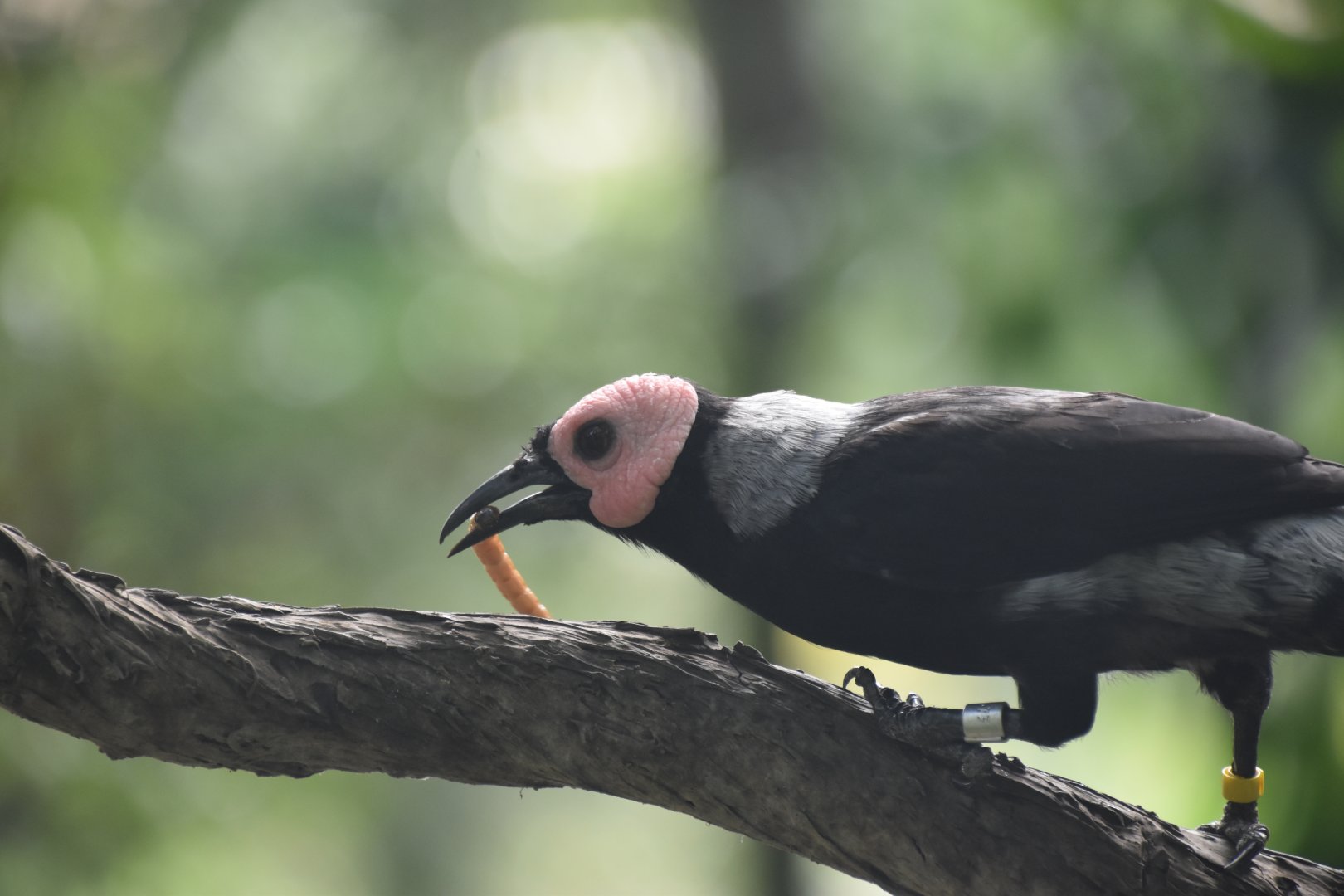 Coleto, Sarcops calvus