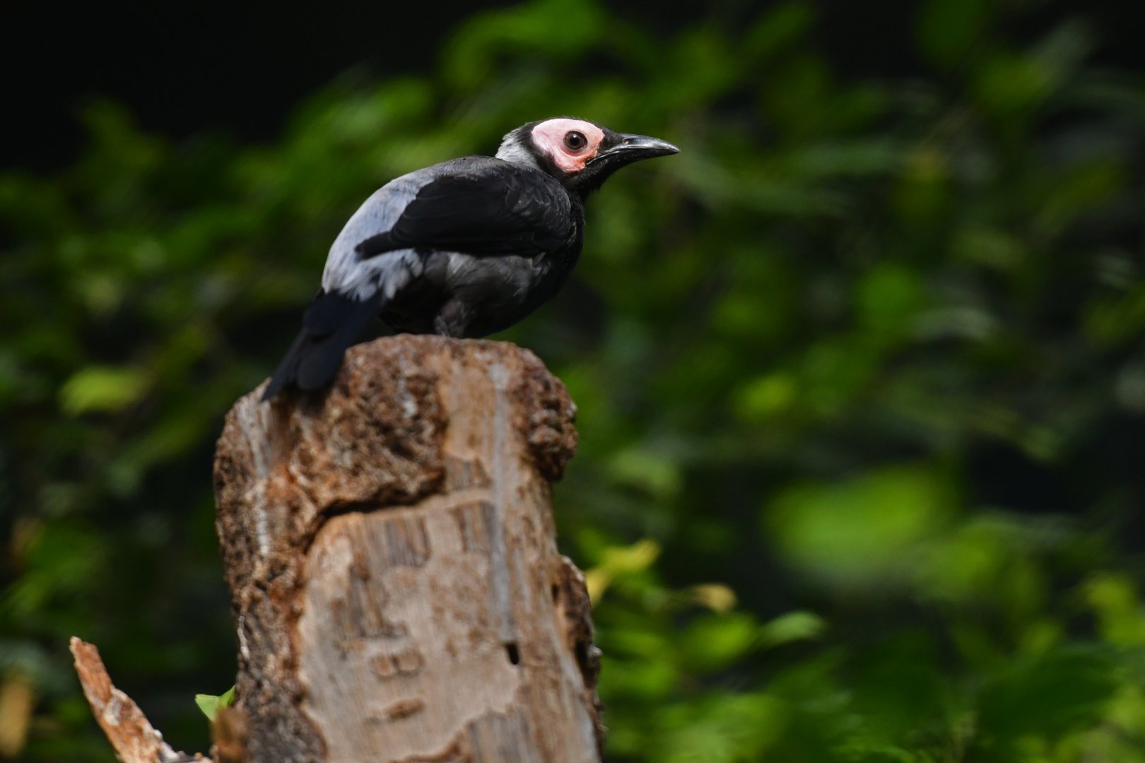 Coleto Sarcops calvus