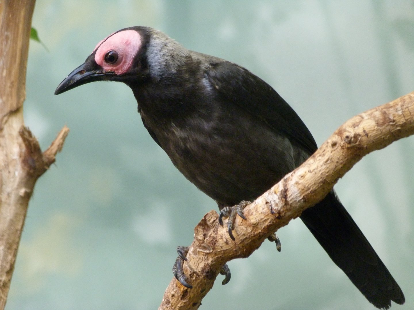 Coleto -Zoo Praha (2025)