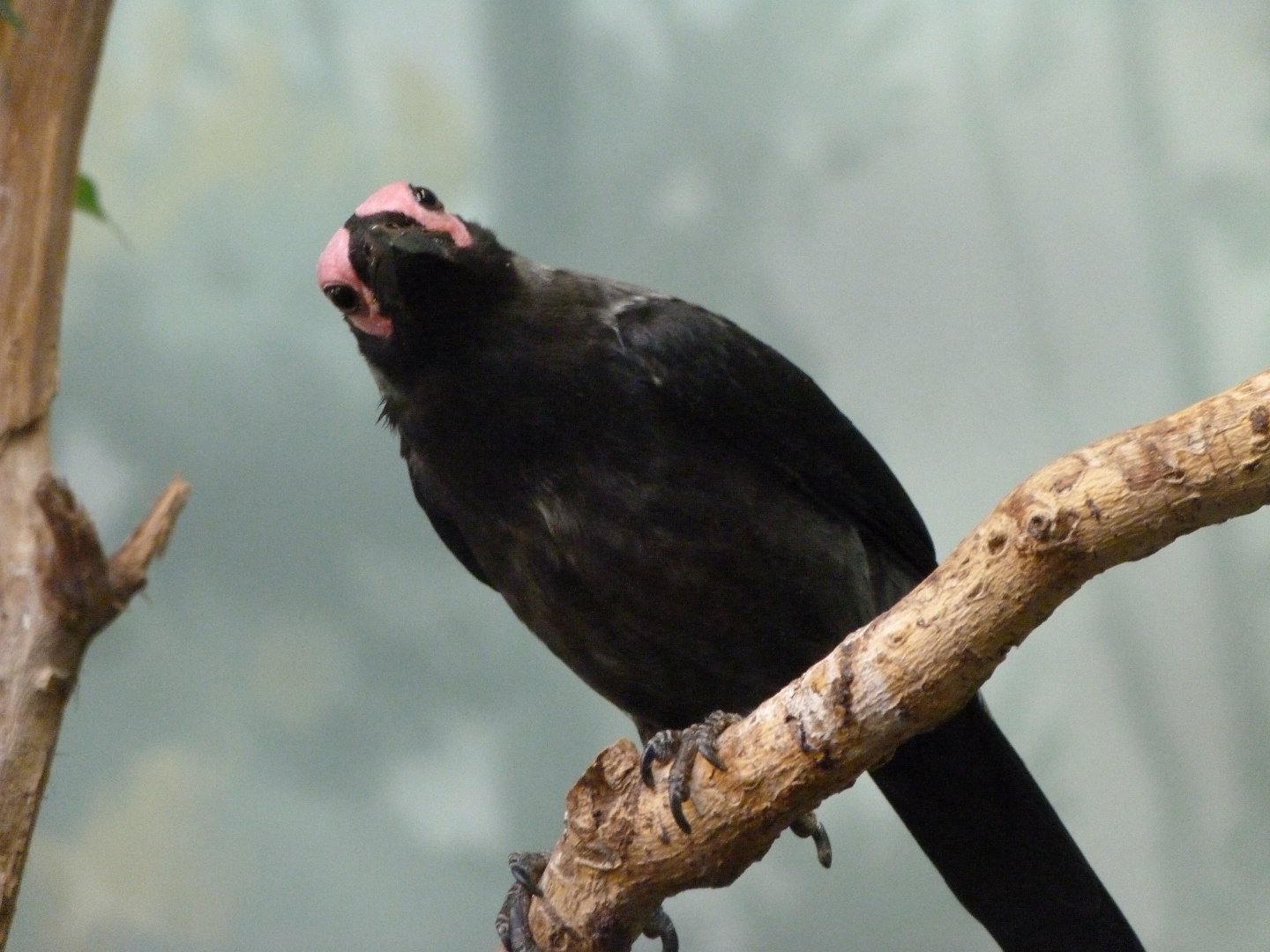 Coleto -Zoo Praha (2025)