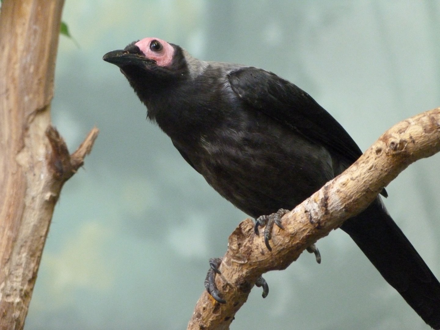 Coleto -Zoo Praha (2025)