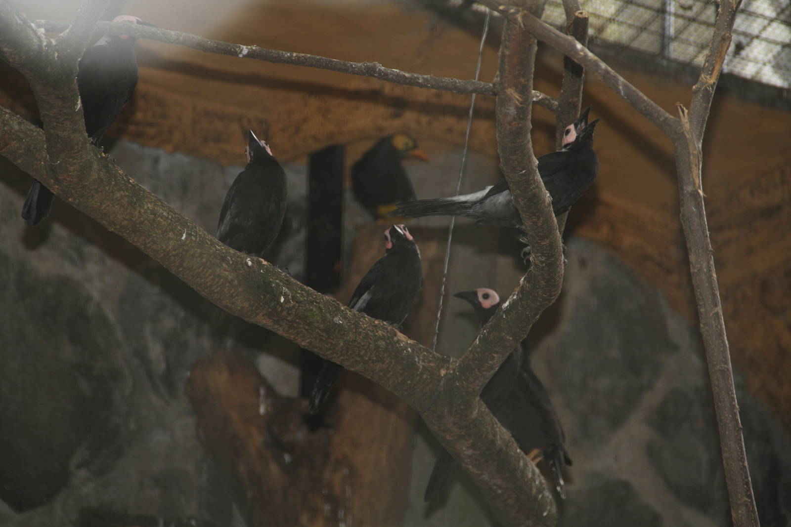 Coletos (Sarcops calvus) and  Yellow-faced Myna (Mino dumontii)