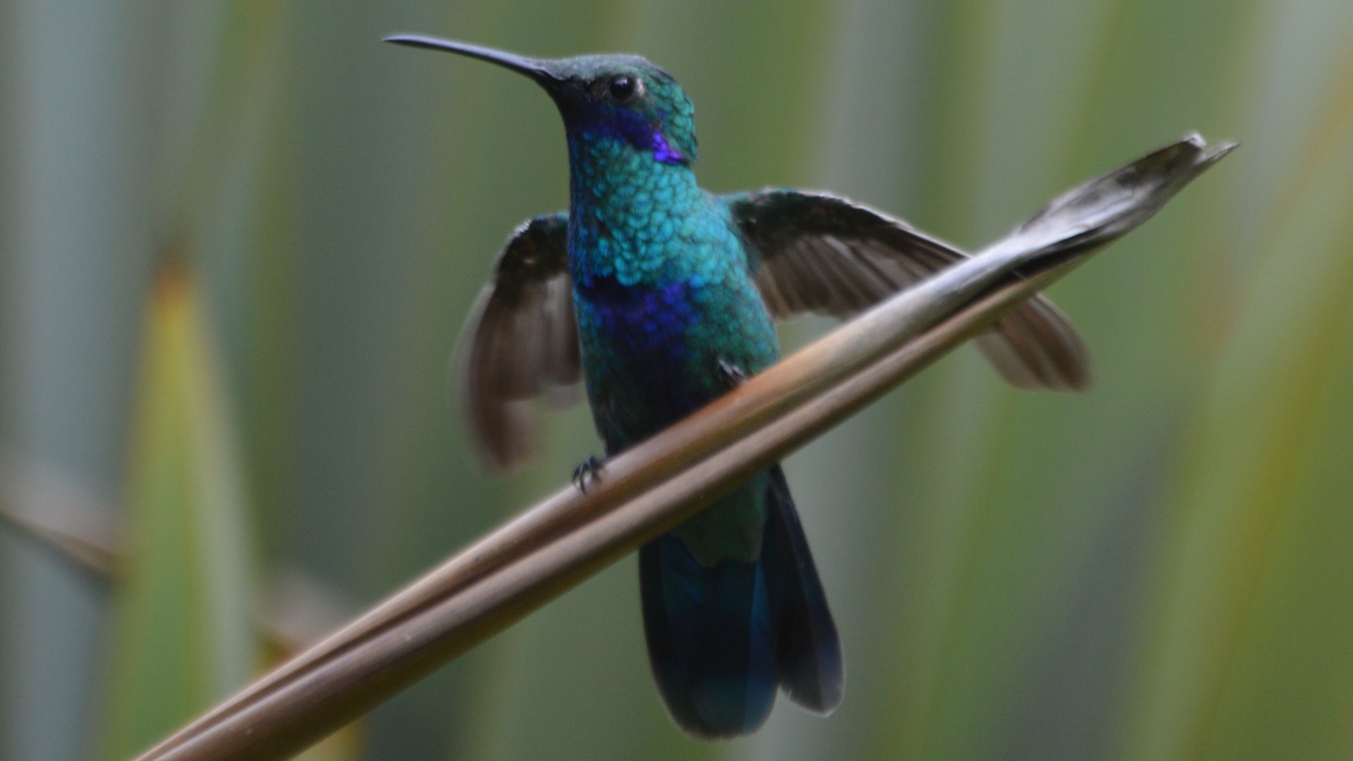 Colibri coruscans (Jardín Botánico de Quito)