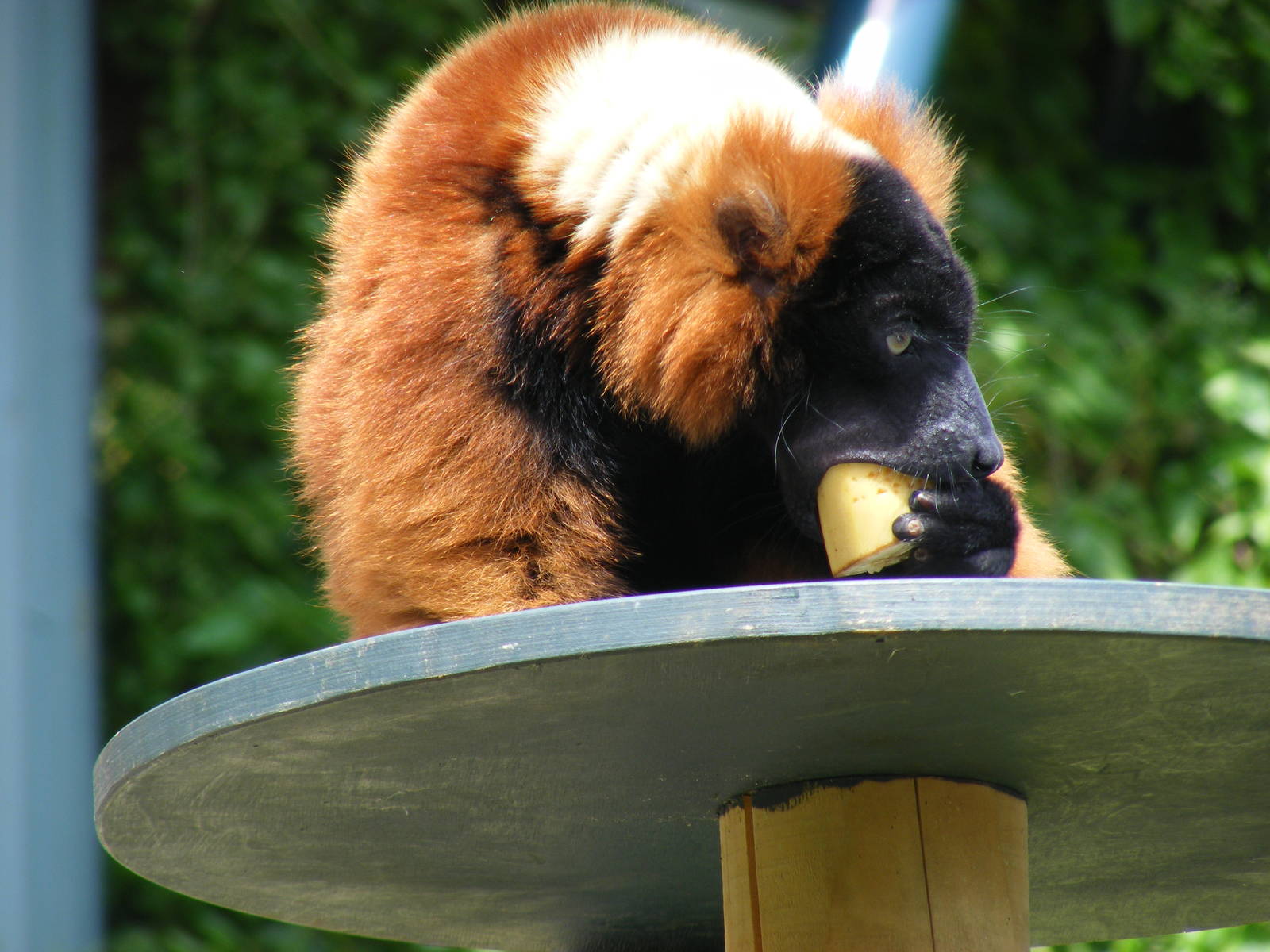 Colin the red ruffed lemur at Bristol Zoo, 1 August 2010