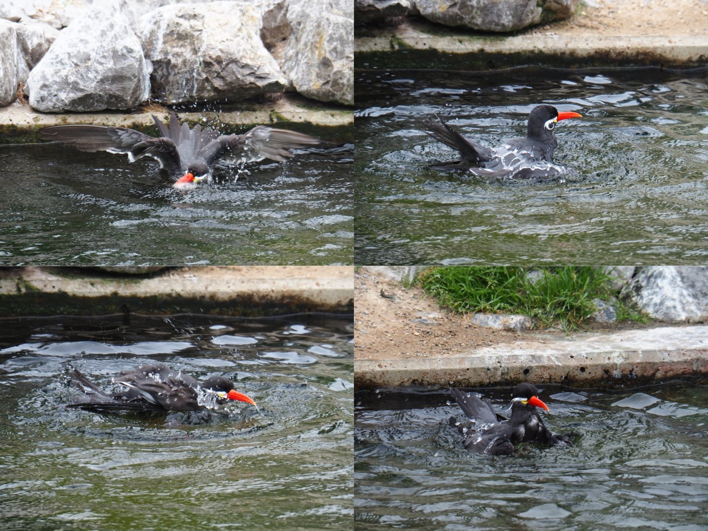 Collage of Inca tern (Larosterna inca) splashing in the pool, 2019-06-26
