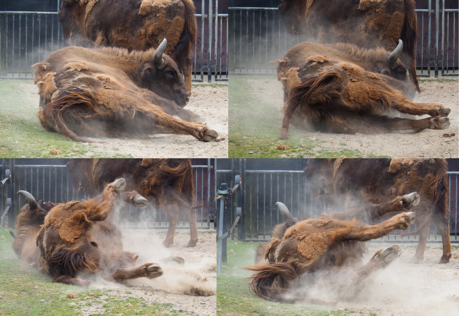 Collage of Wisent bull (Bison bonasus) rolling in the dirt, 2019-06-26