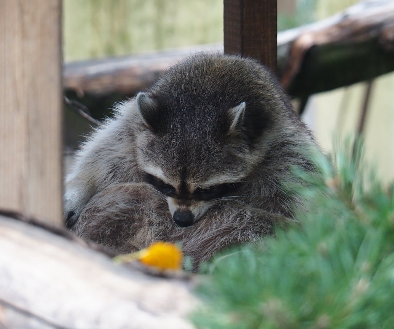 Collapsed coon (Procyon lotor)