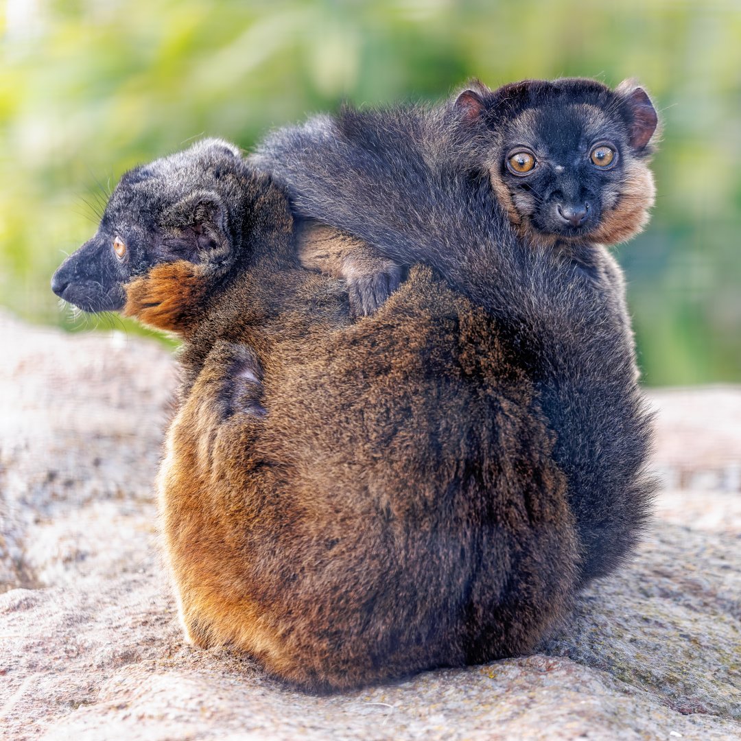 Collard Lemurs / 8-4-22 / Hamerton