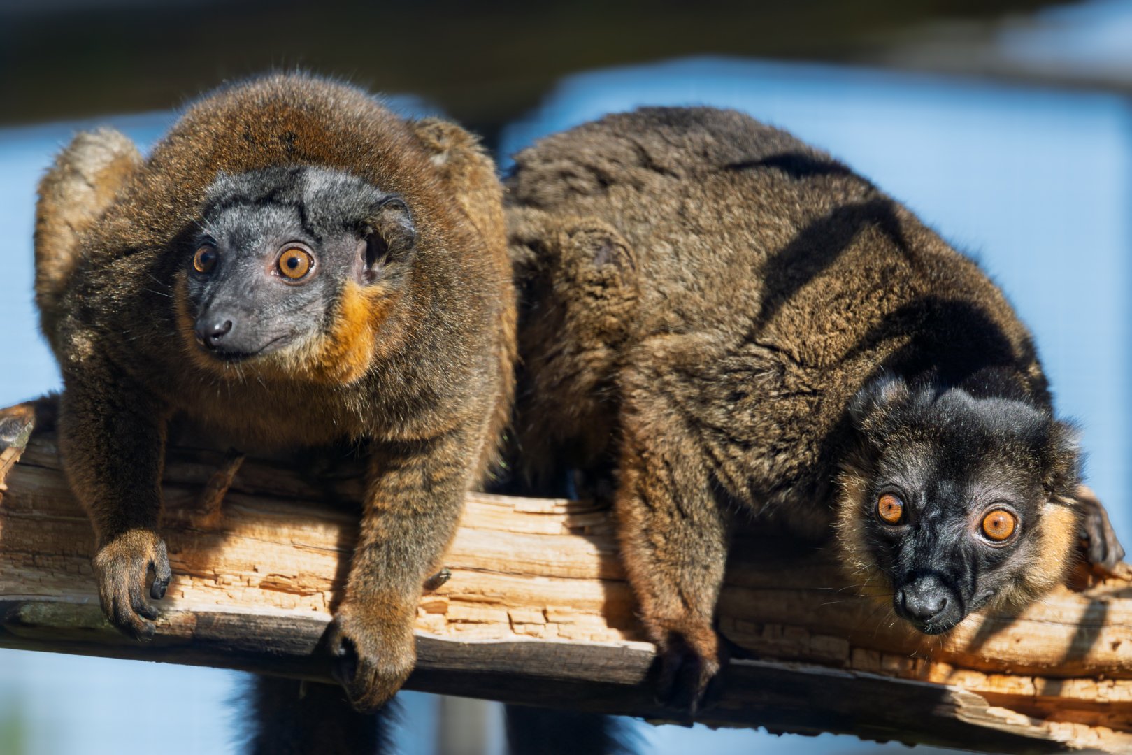 Collard Lemurs / Hamerton / 22-9-25