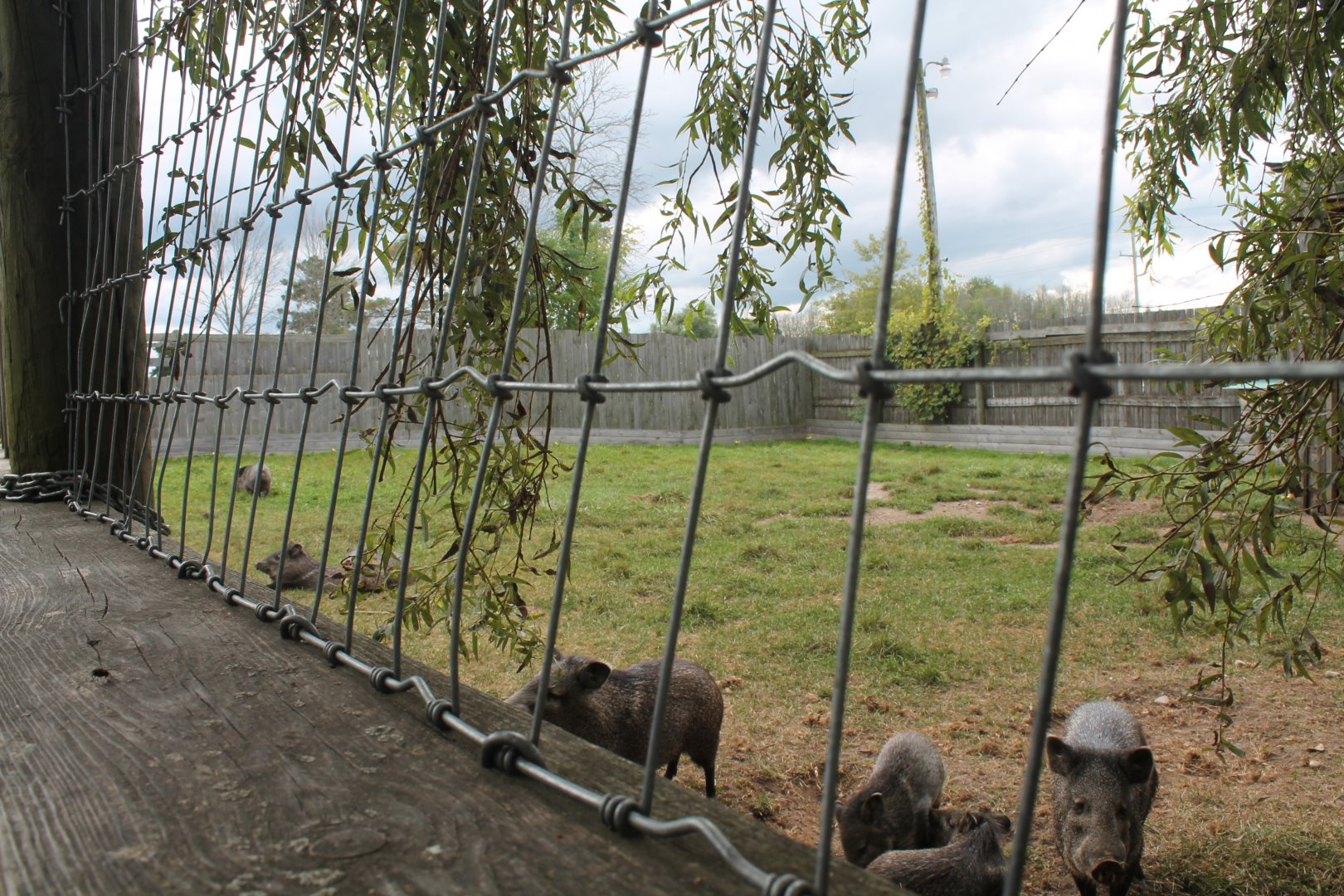 collard pecary exhibit