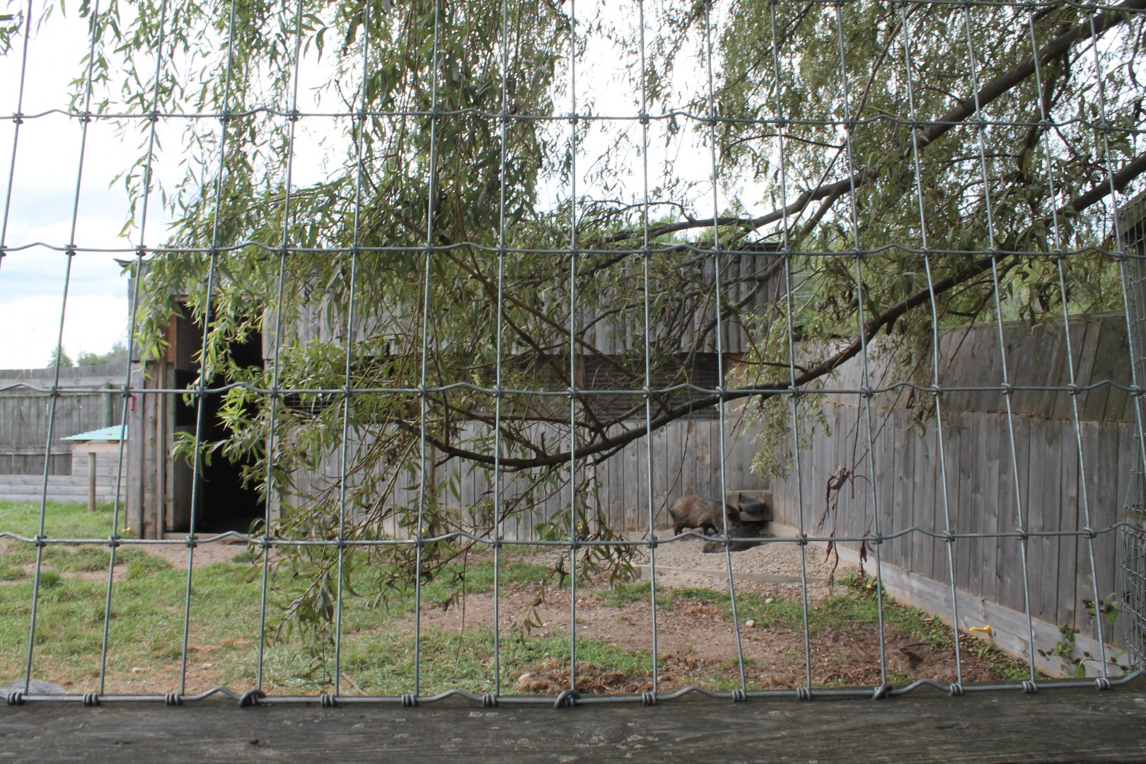 collard peccary house