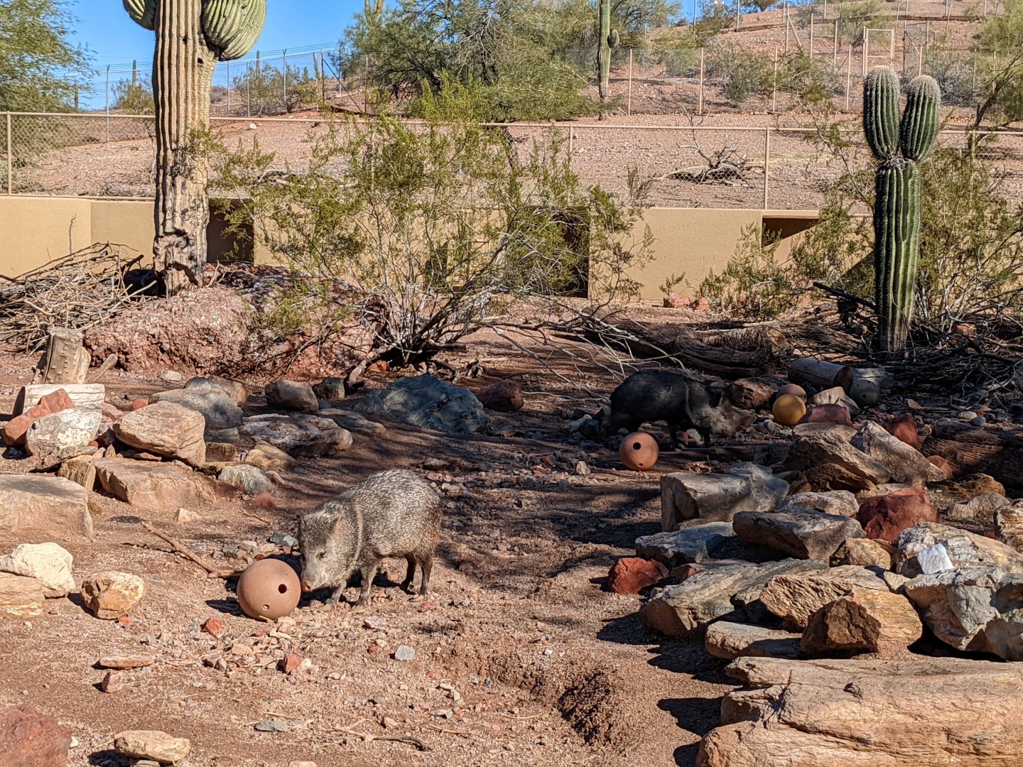 Collard Peccary/Javelina