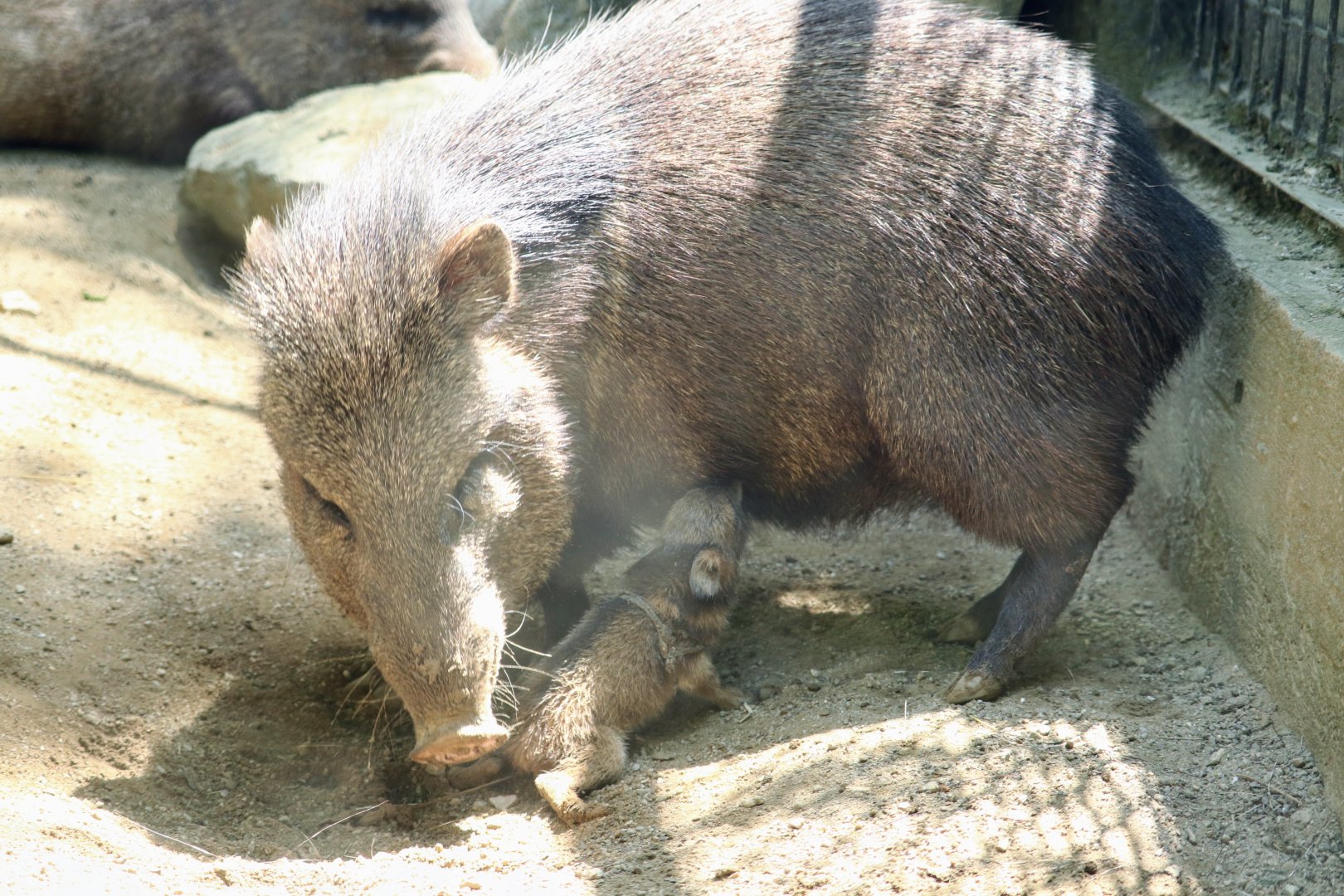 Collard Peccary mother & newborn
