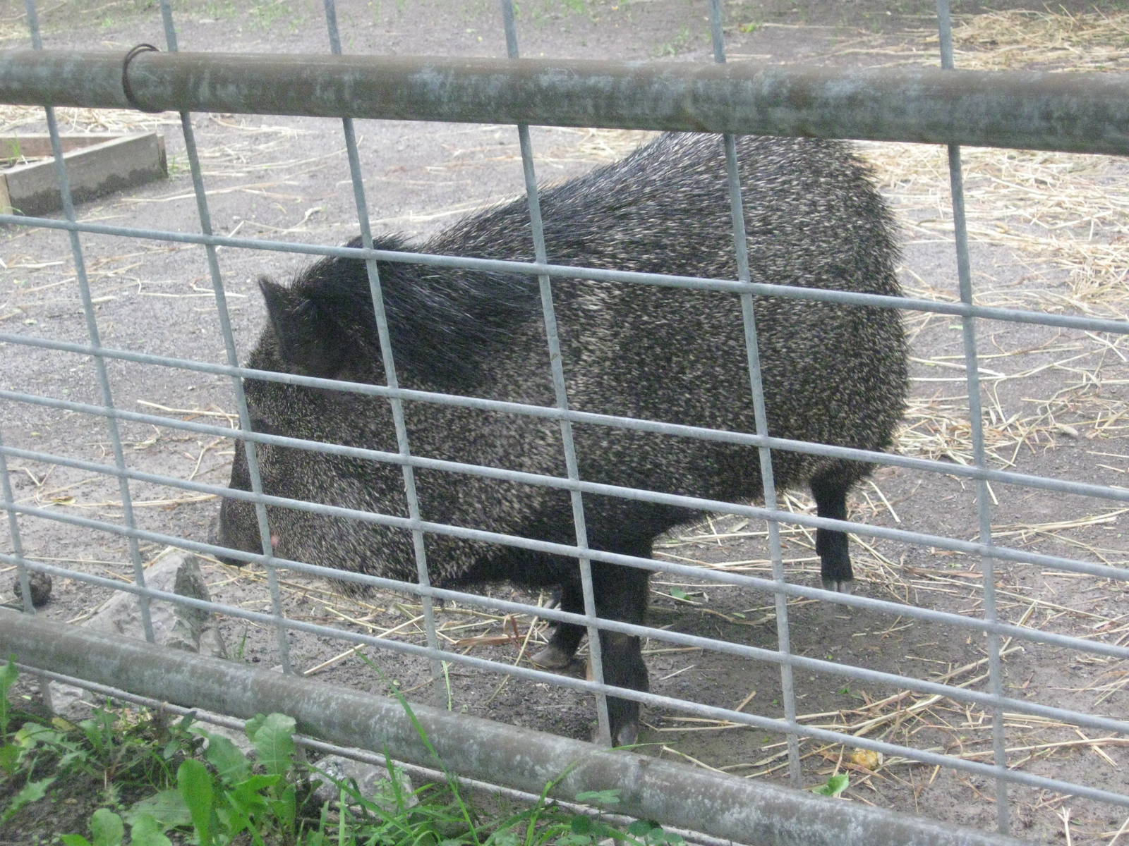 Collard Peccary