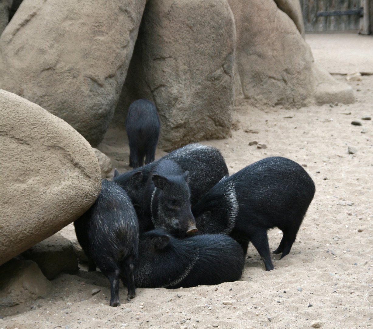 Collard peccarys