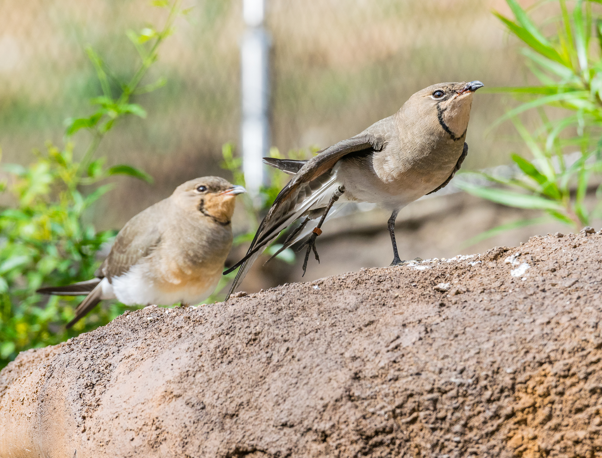 Collard Pratincole