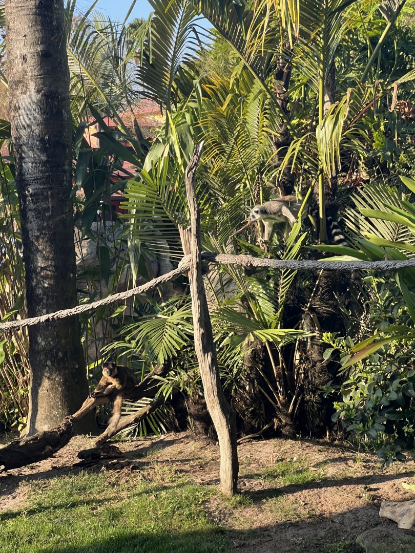 Collared and Ring-Tailed Lemurs