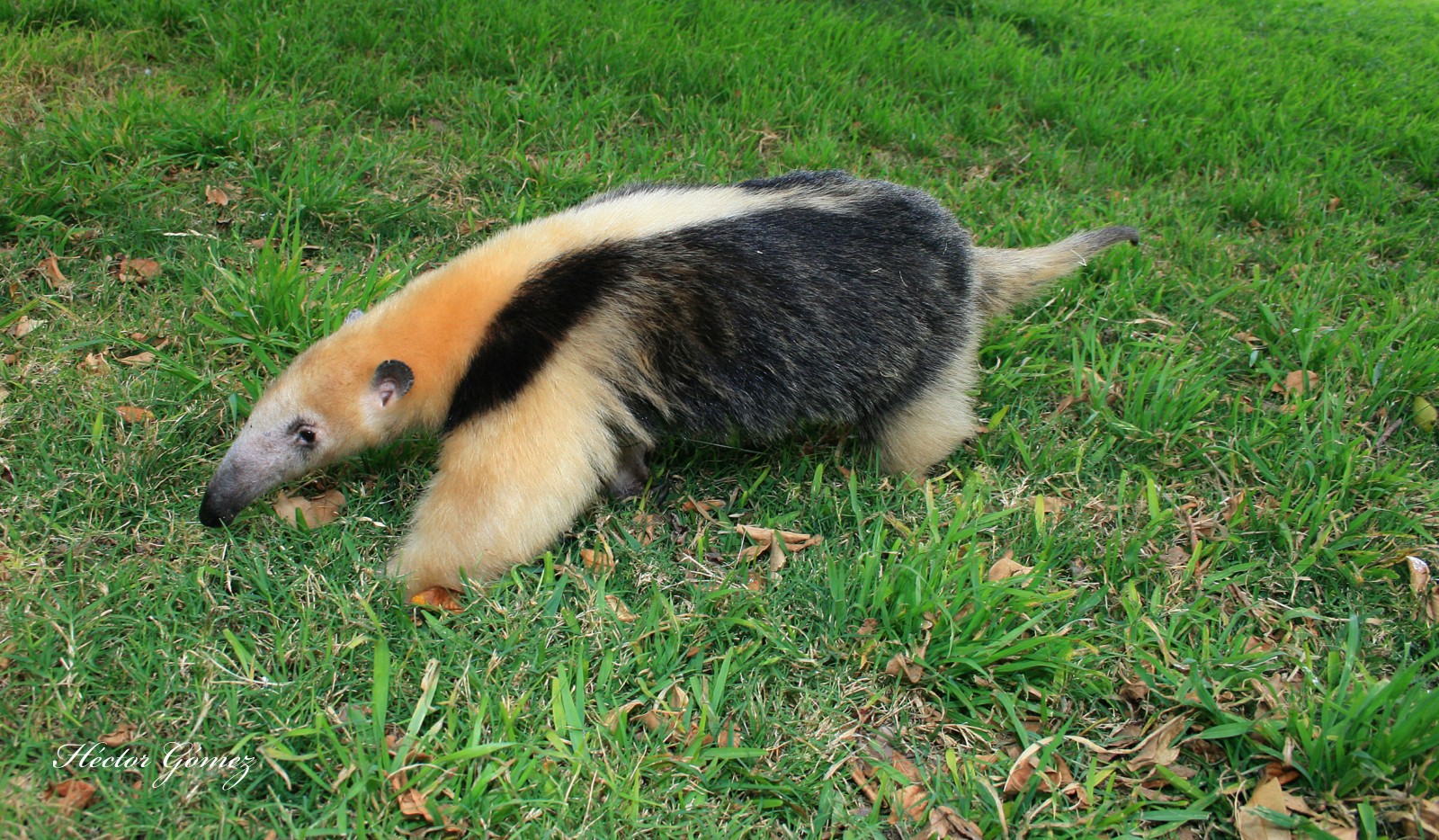 Collared Anteater or Tamandua