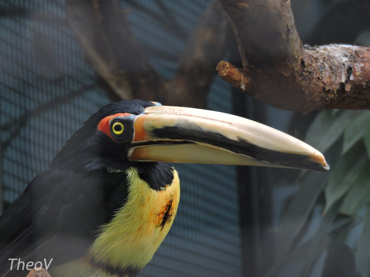 Collared aracari [2017]