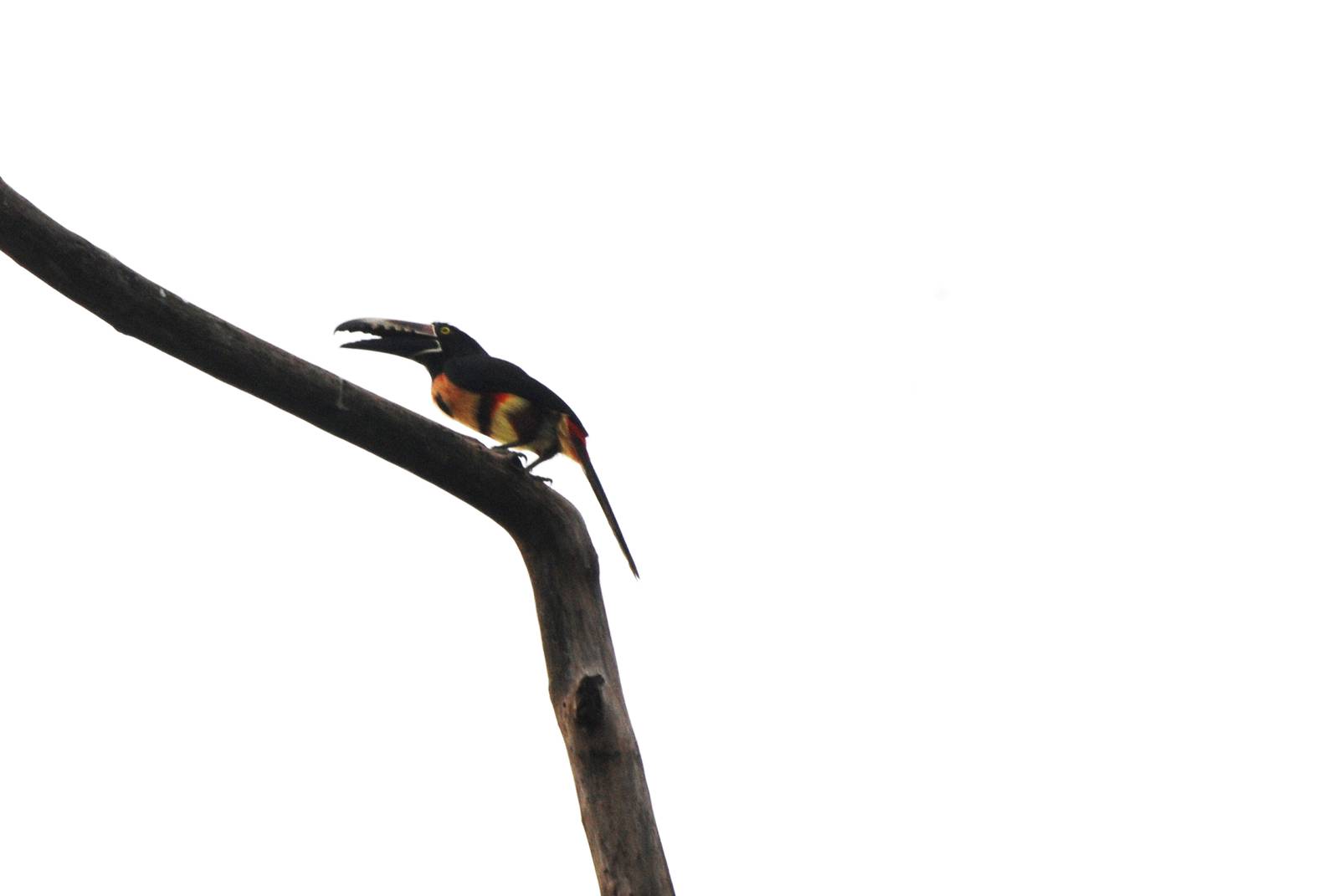 Collared Aracari in La Fortuna, 18/04/14
