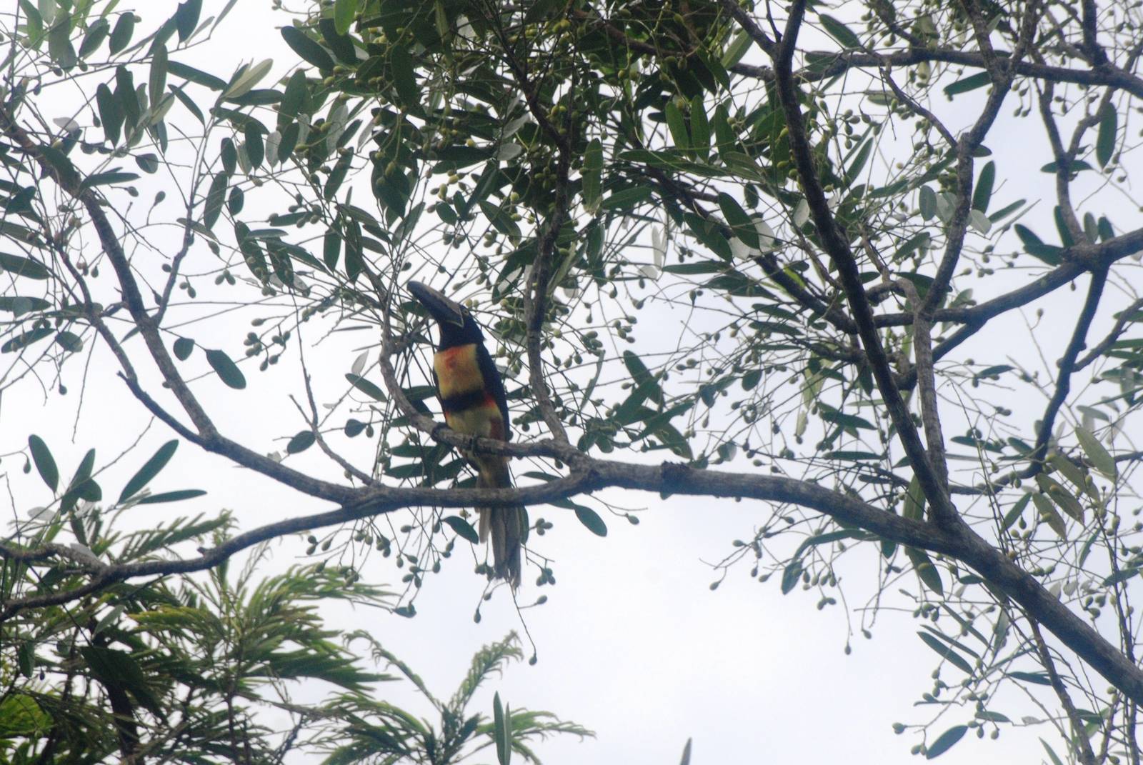 Collared Aracari in Tortuguero, 14/04/14