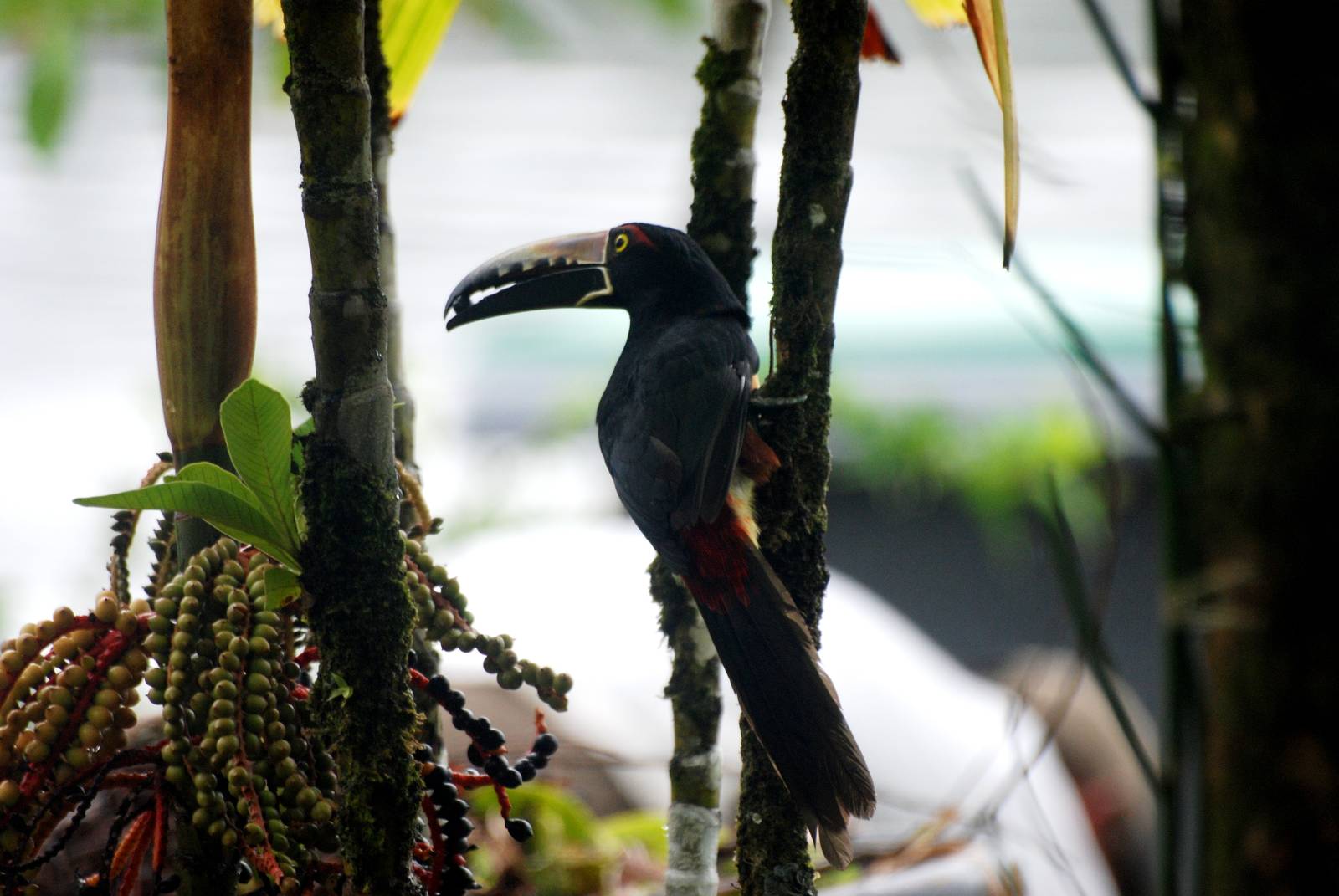 Collared Aracari in Tortuguero, 15/04/14