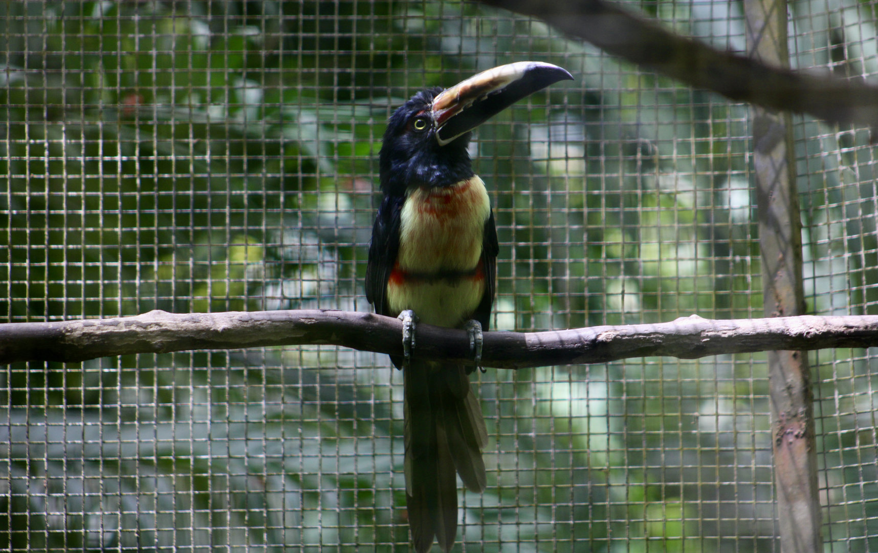 Collared Aracari (Pteroglossus torquatus torquatus)