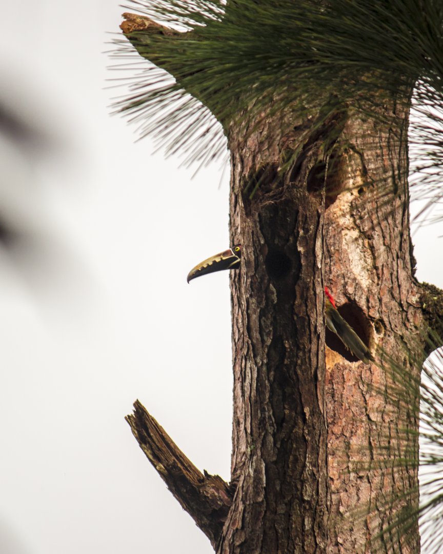 Collared aracari, Pteroglossus torquatus