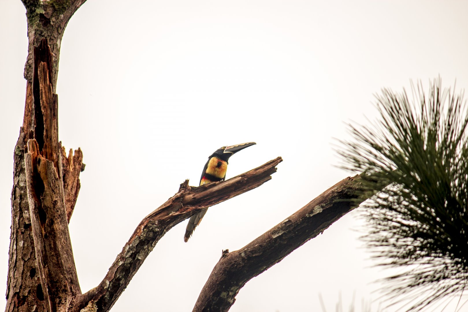 Collared aracari, Pteroglossus torquatus